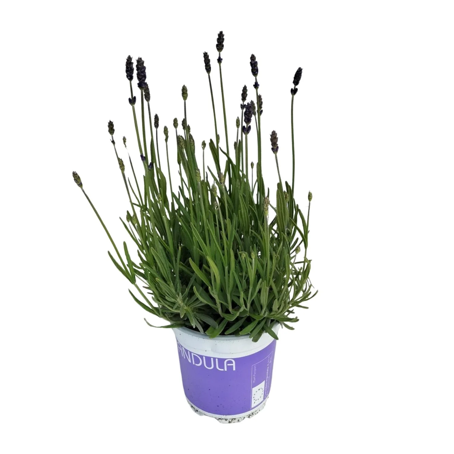 Lavendel Blüten