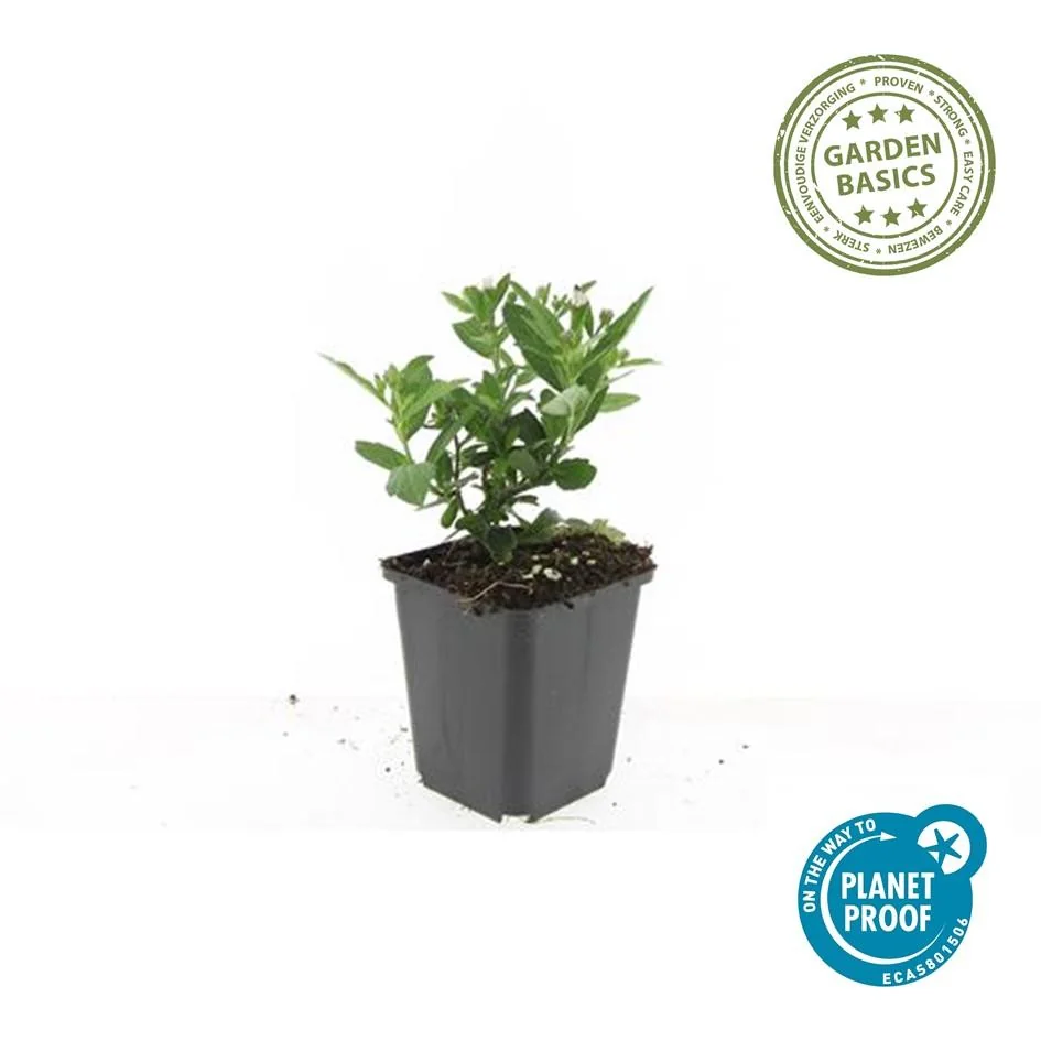 Aster ageratoides 'Stardust' Detail