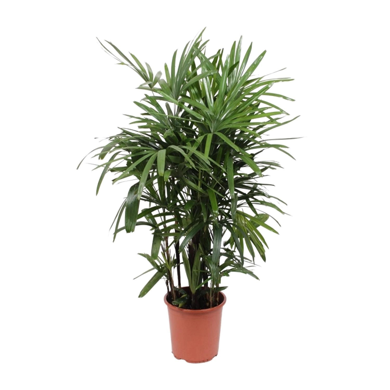 Rhapis excelsa in einem Innenraum