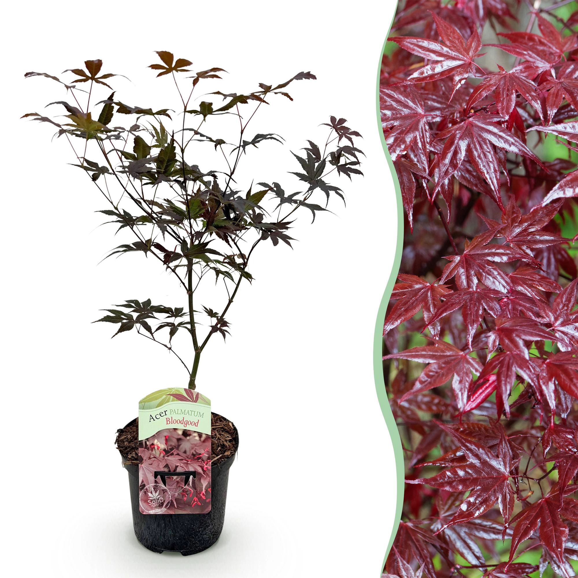 Acer palmatum Bloodgood Baum