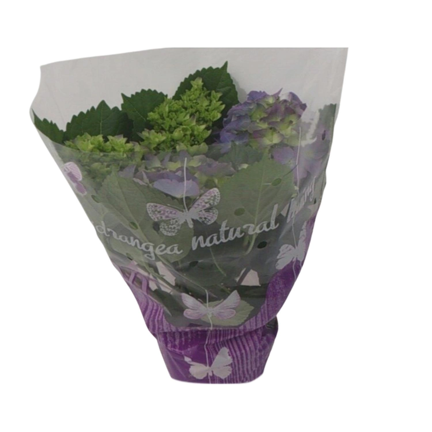 Endless-Hortensie im 14 cm Topf, frontal