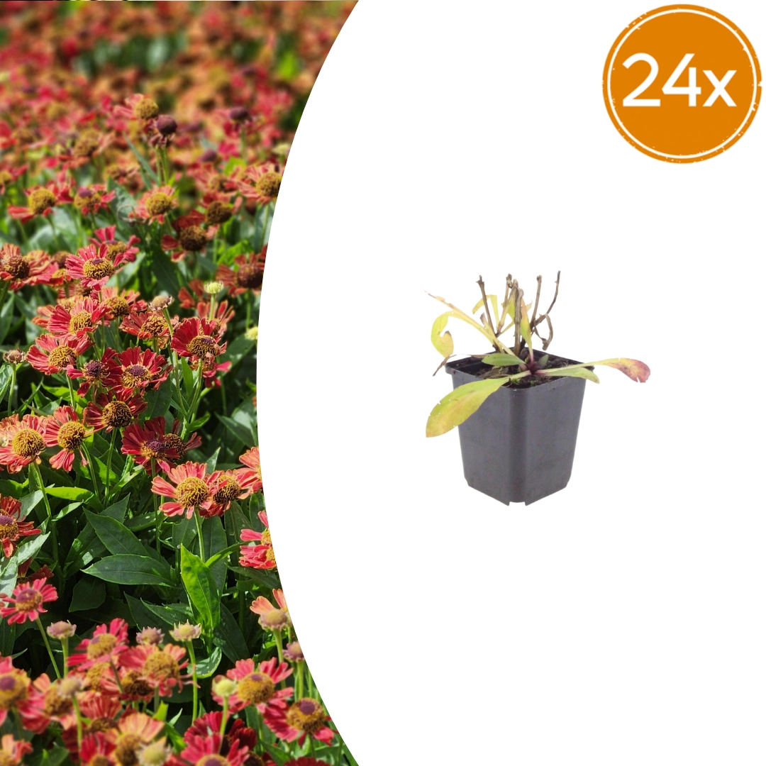 Helenium ‘Moerheim Beauty’ Gartenansicht