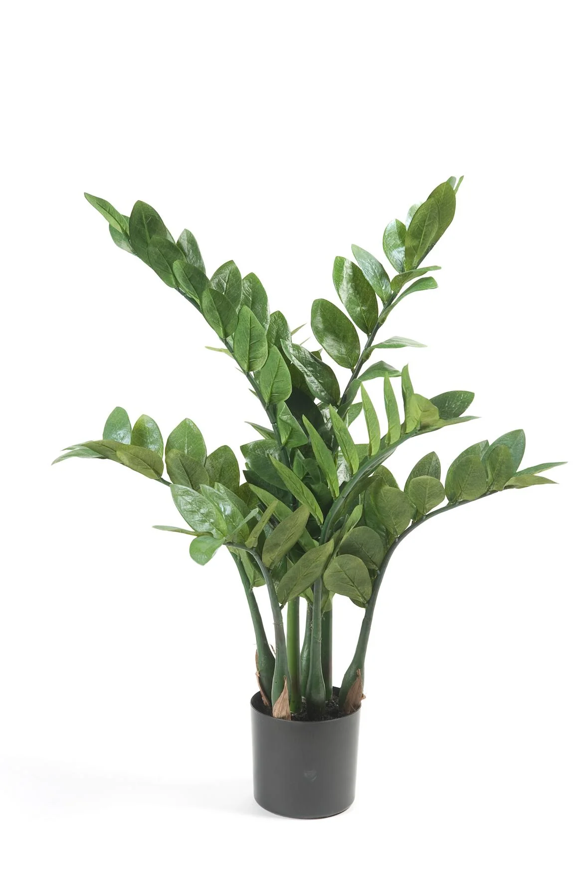 Kunstpflanze Zamioculcas im Wohnbereich