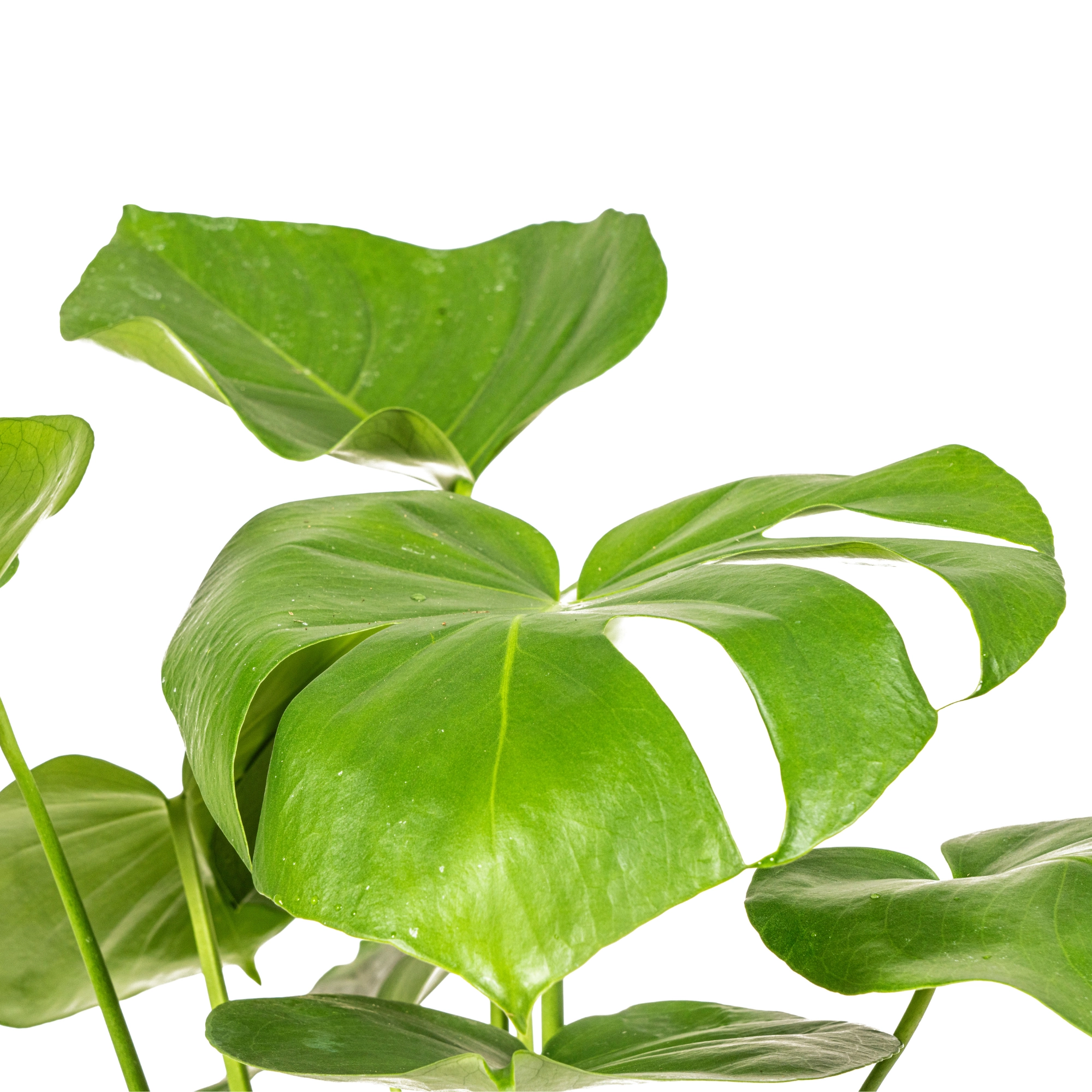 Detailansicht Monstera Deliciosa Tauerii