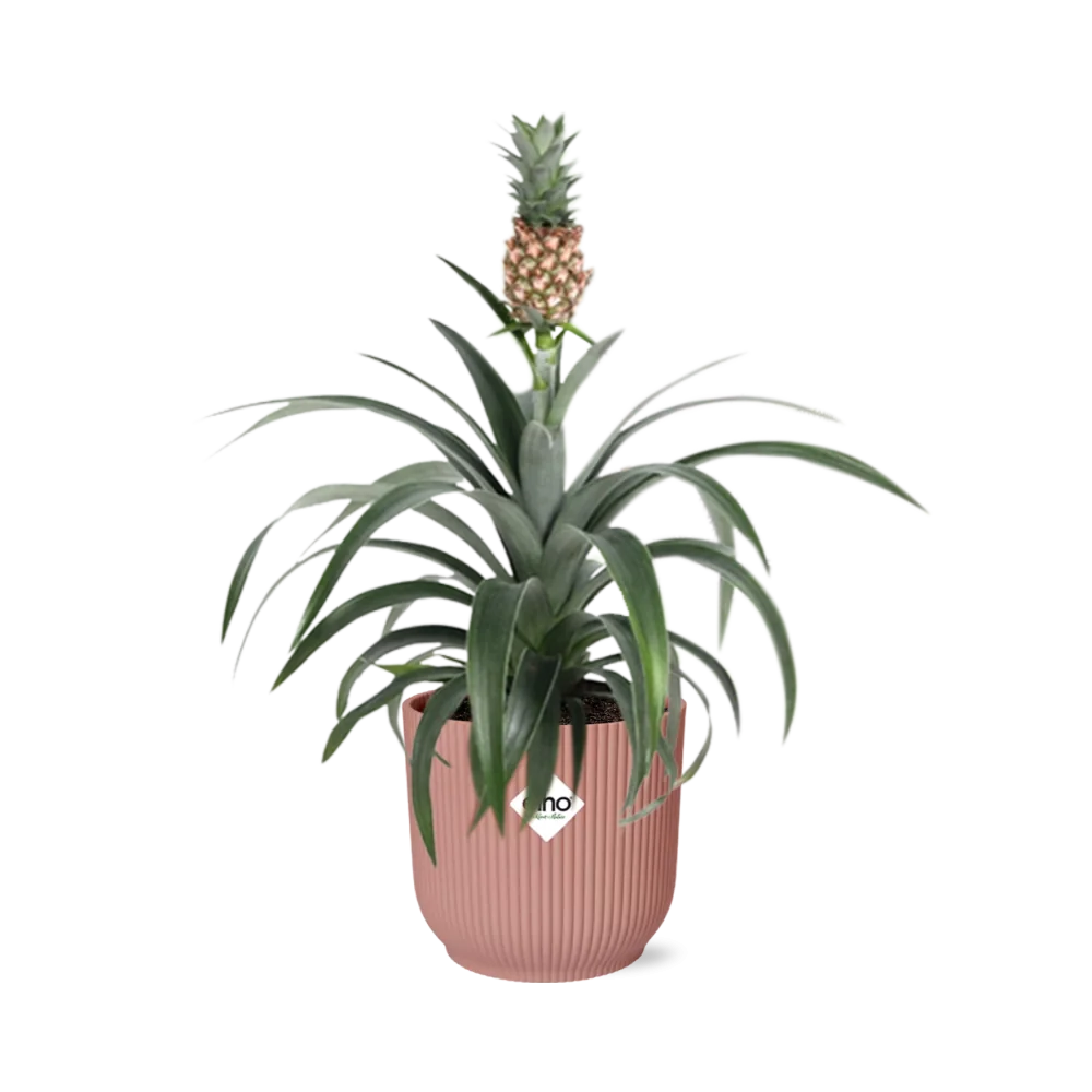 Ananas-Pflanze in voller Pracht