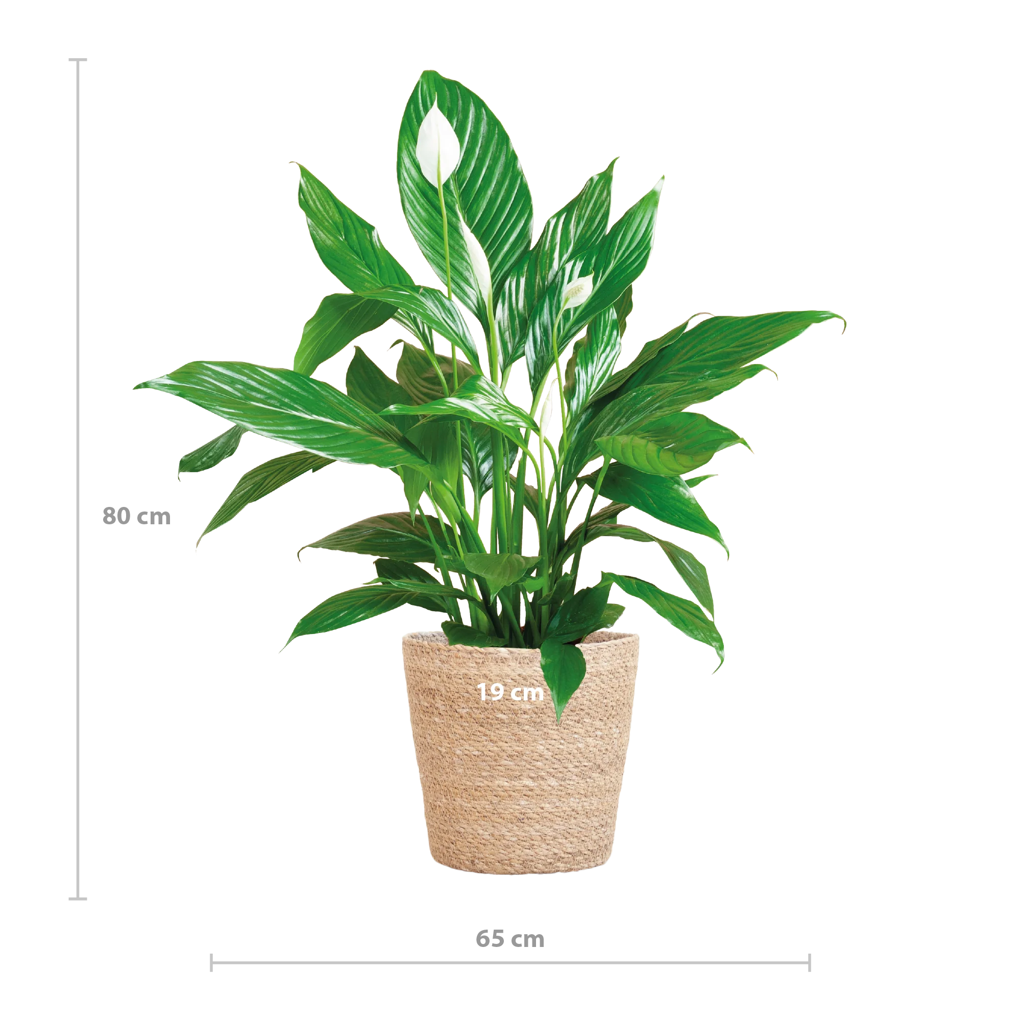 Friedenslilie im Topf Sofia