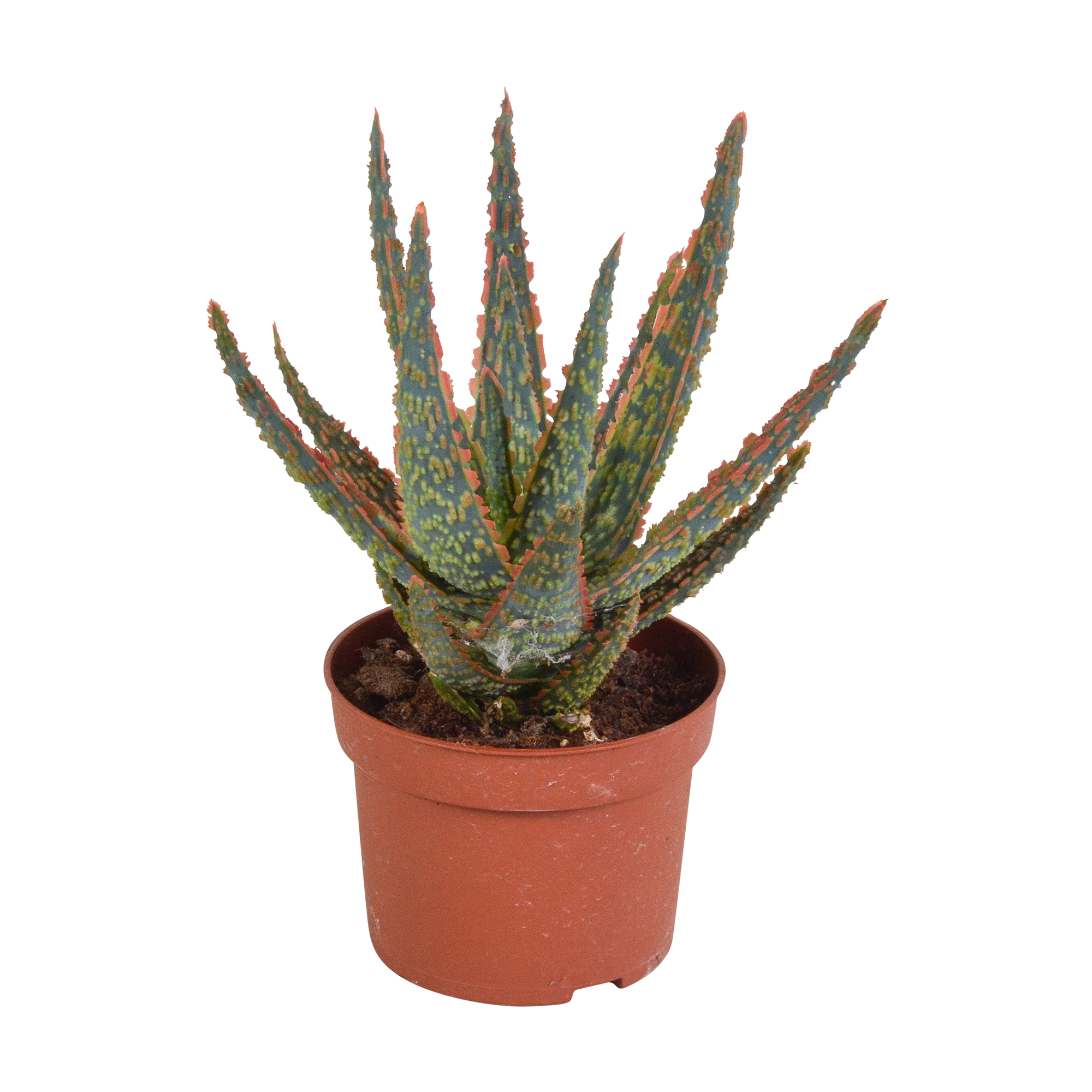 Aloe zebrina Dannyz