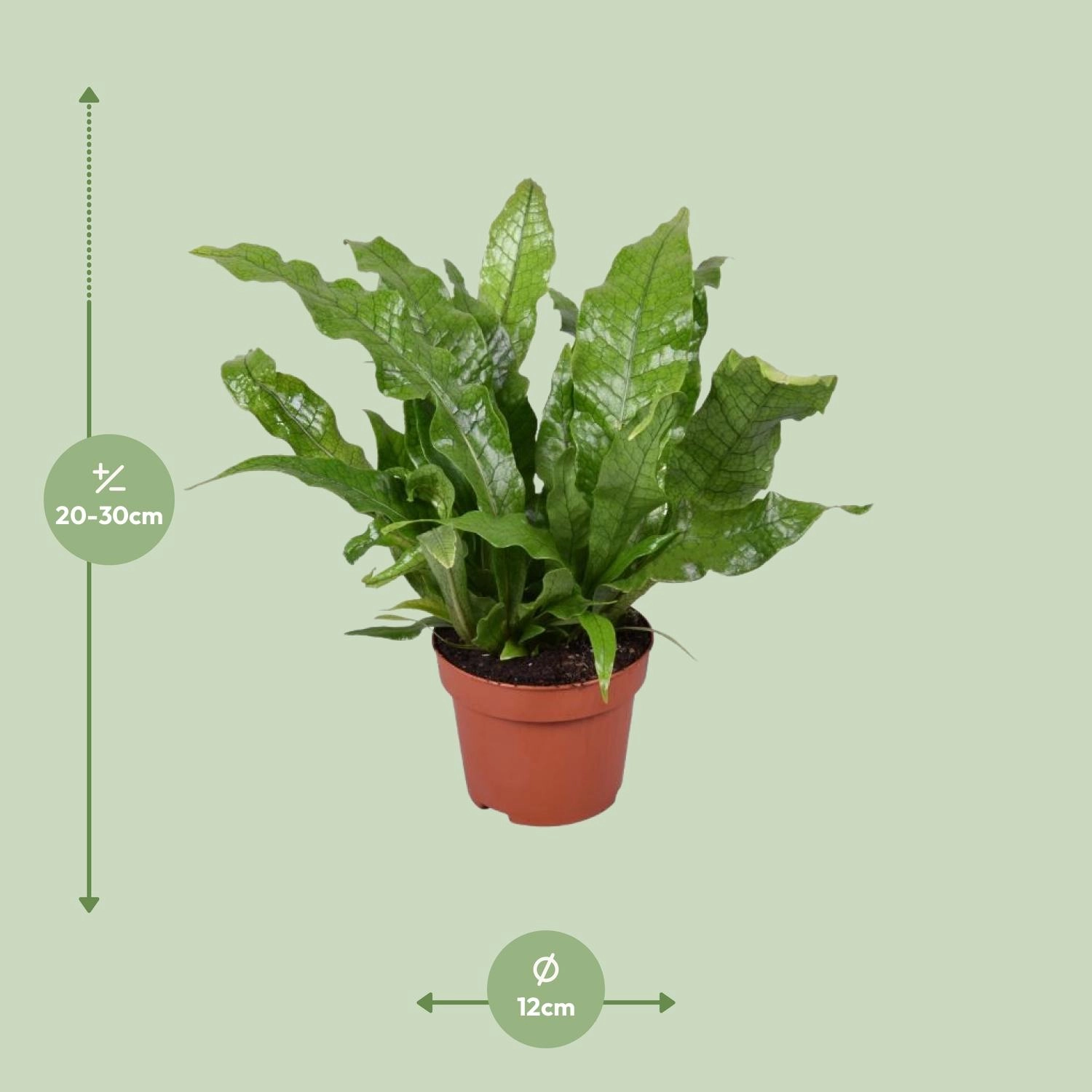 Kletternder Vogelnestfarn im 12 cm Topf, frontalansicht