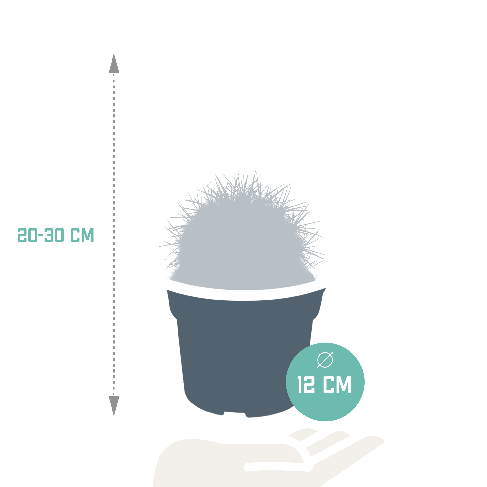 Echeverien im weißen Topf