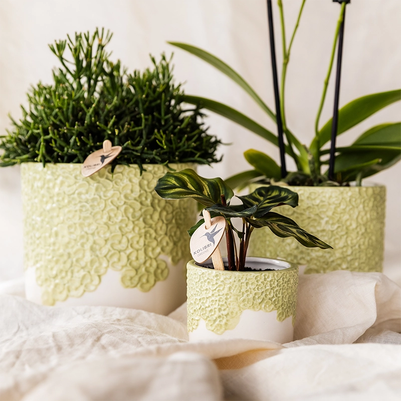 Detailansicht Bloompot