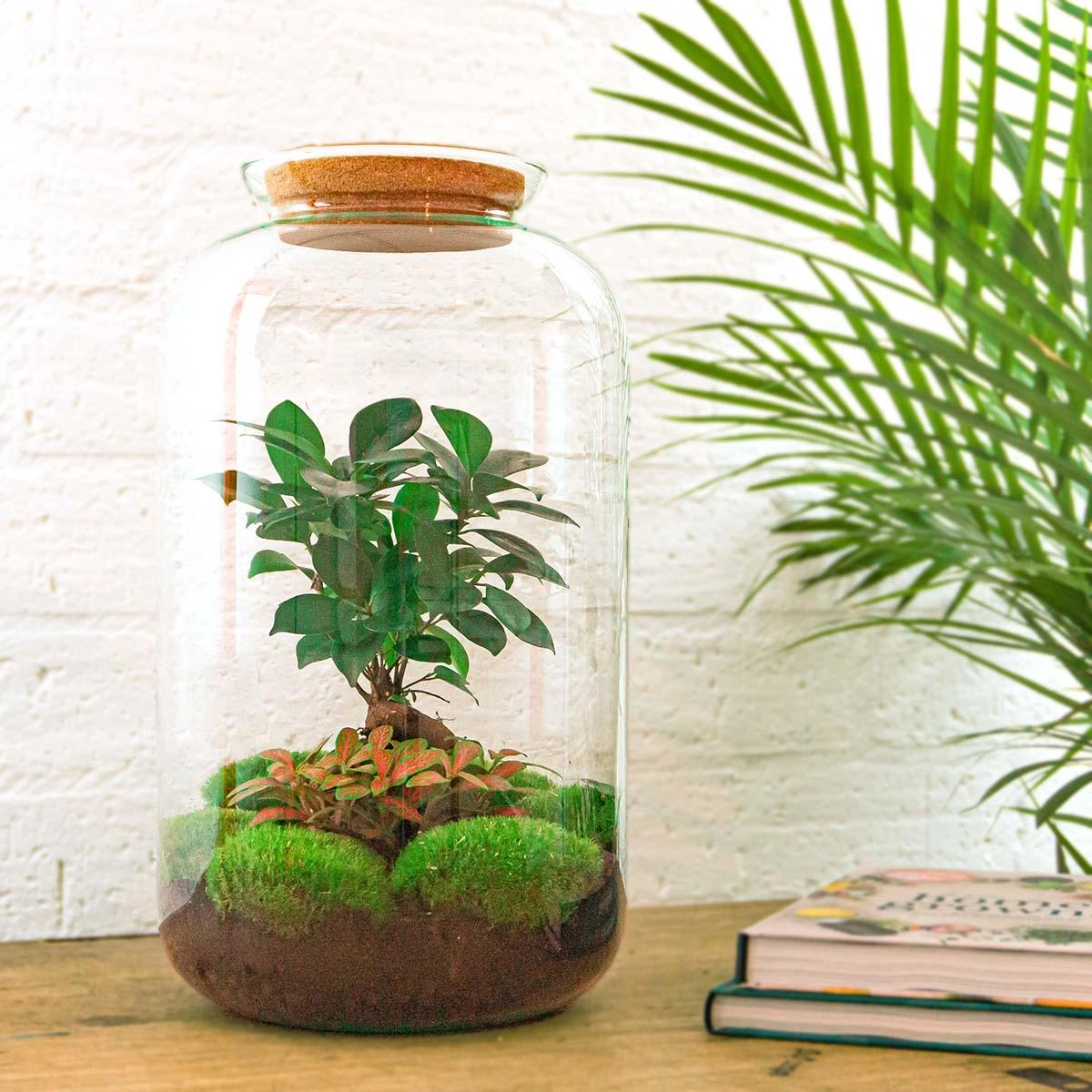 Terrarium Do-It-Yourself Set