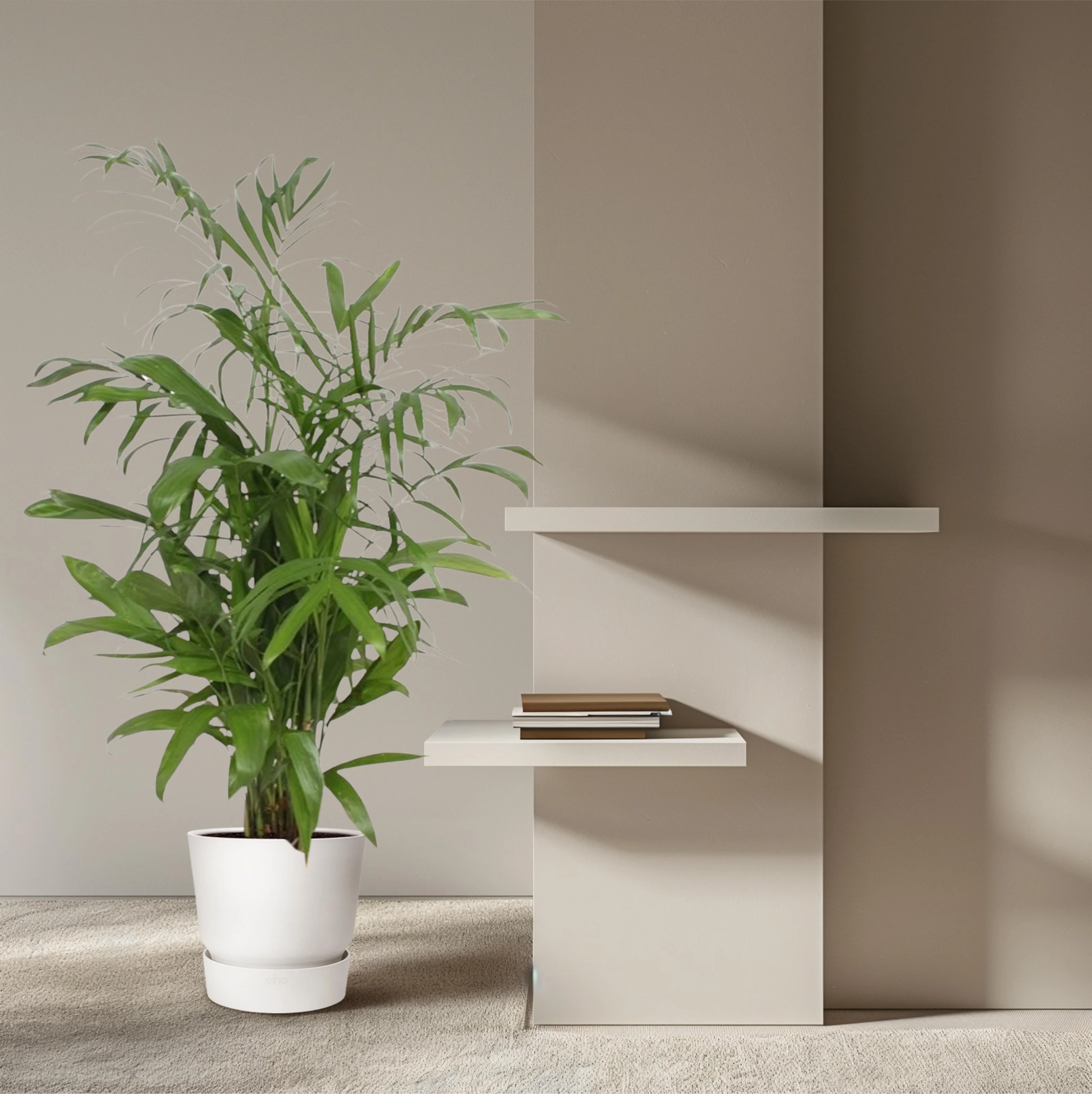 Chamaedorea Seifrizii