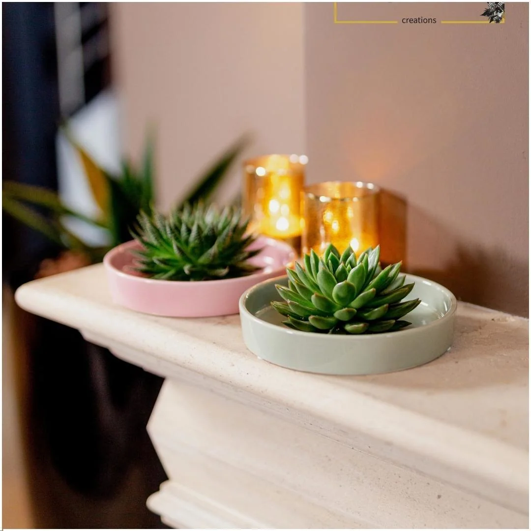 Echeveria pulidonis als rootless Sukkulente