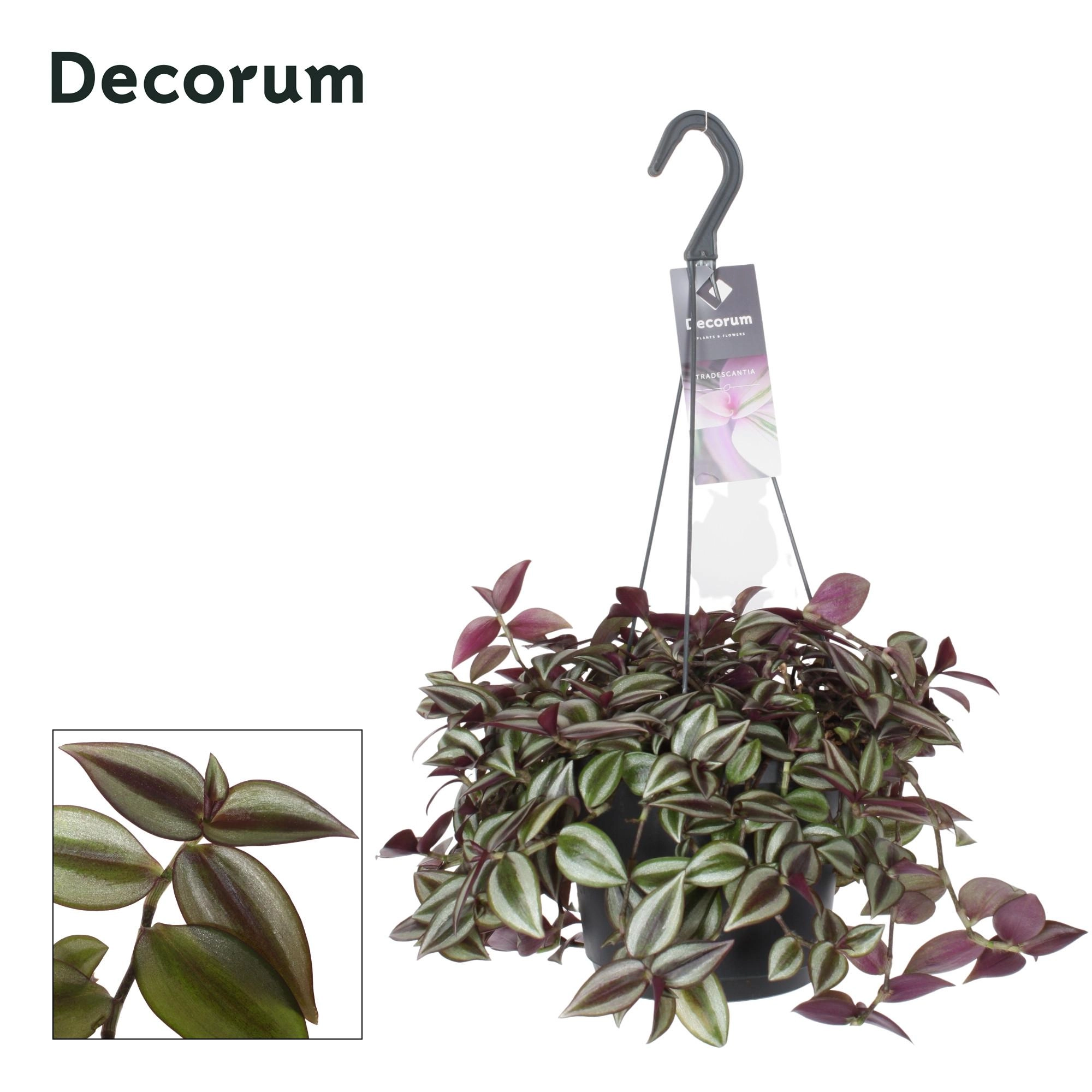 Hängepflanze Tradescantia Zebrina Purpusii