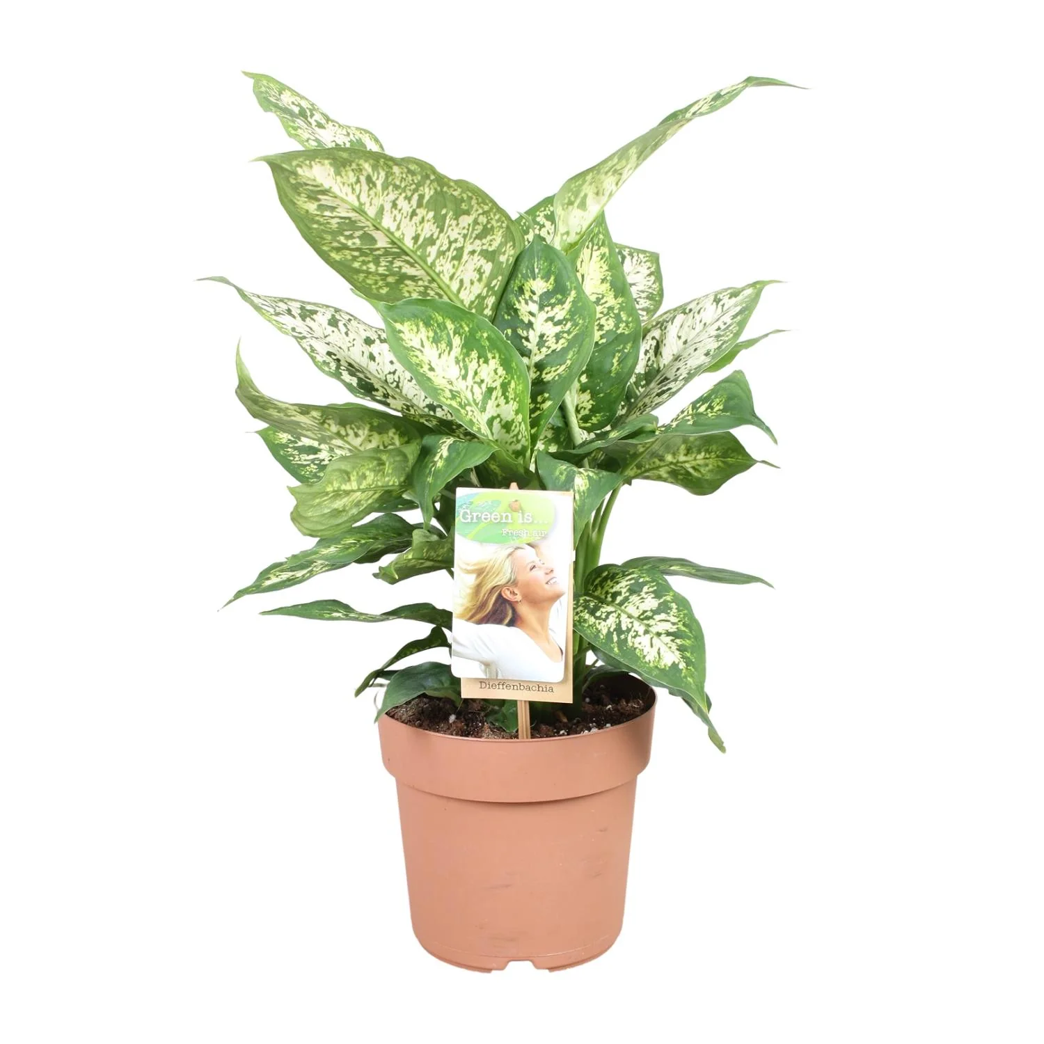 Detailansicht Dieffenbachia Compacta