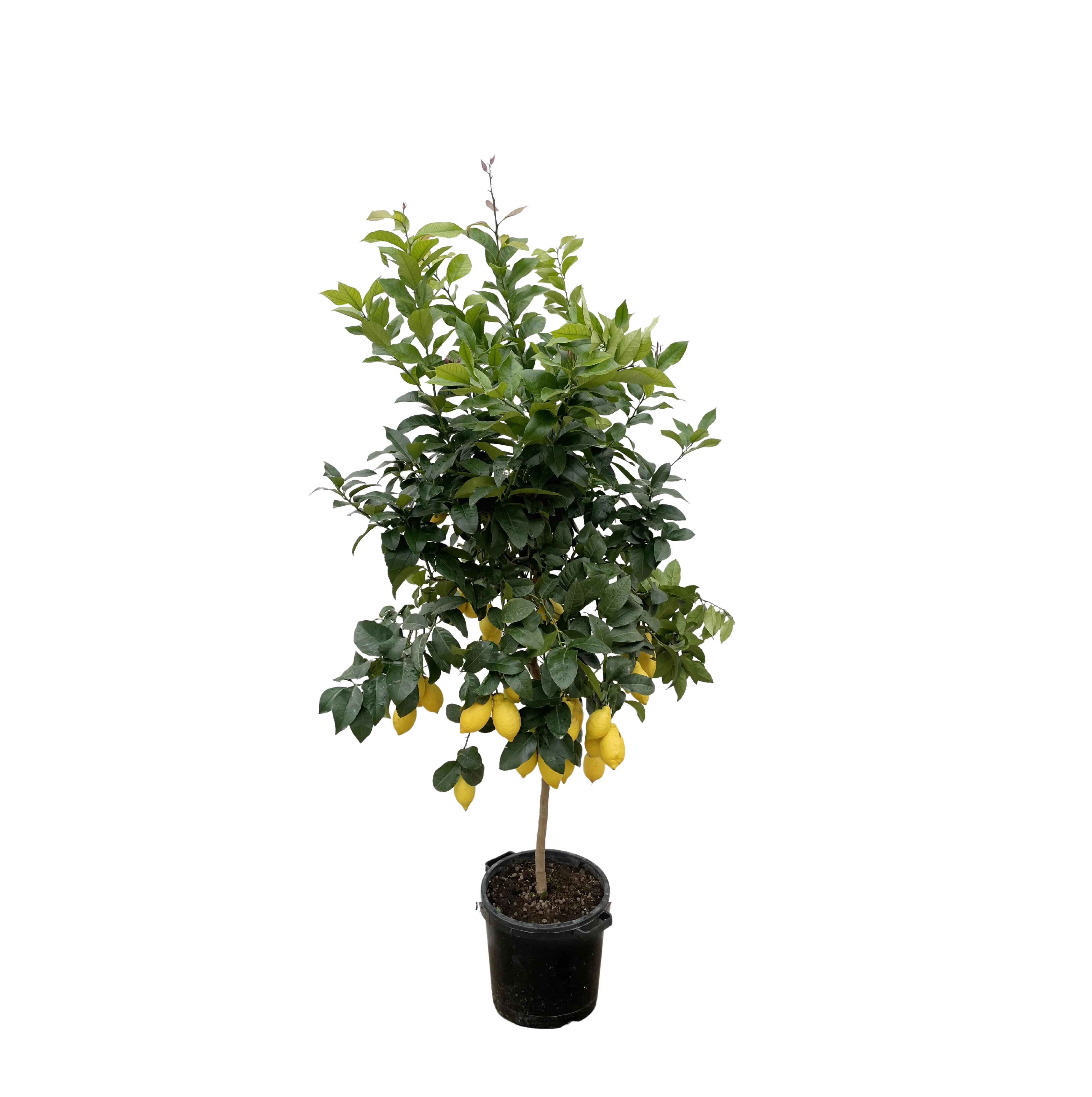 Citrus Calamondin 1