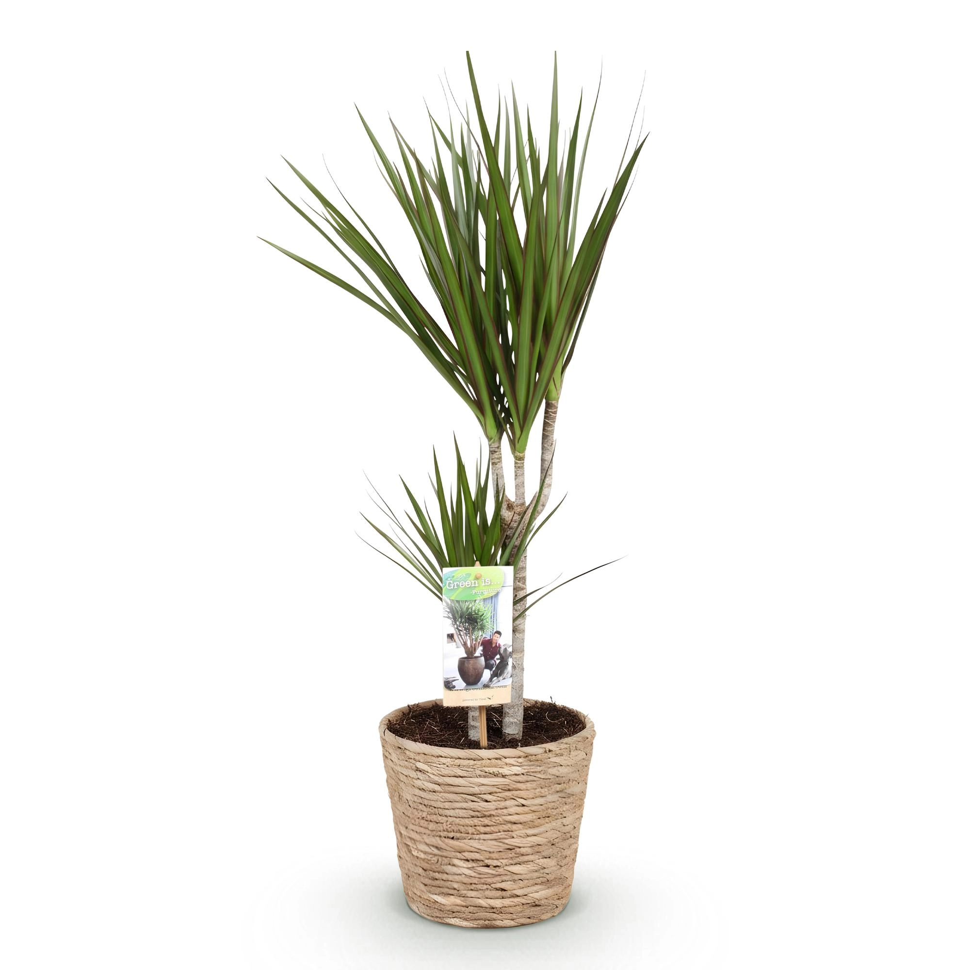 Dracaena Marginata Detailansicht