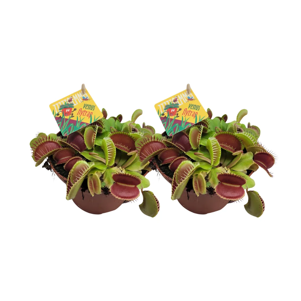 Dionaea Muscipula – Venusfliegenfalle