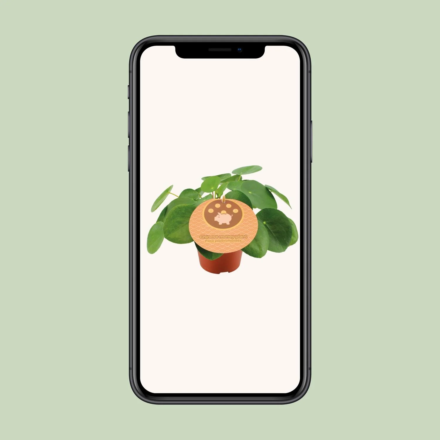 Detailansicht der Pilea Peperomioides