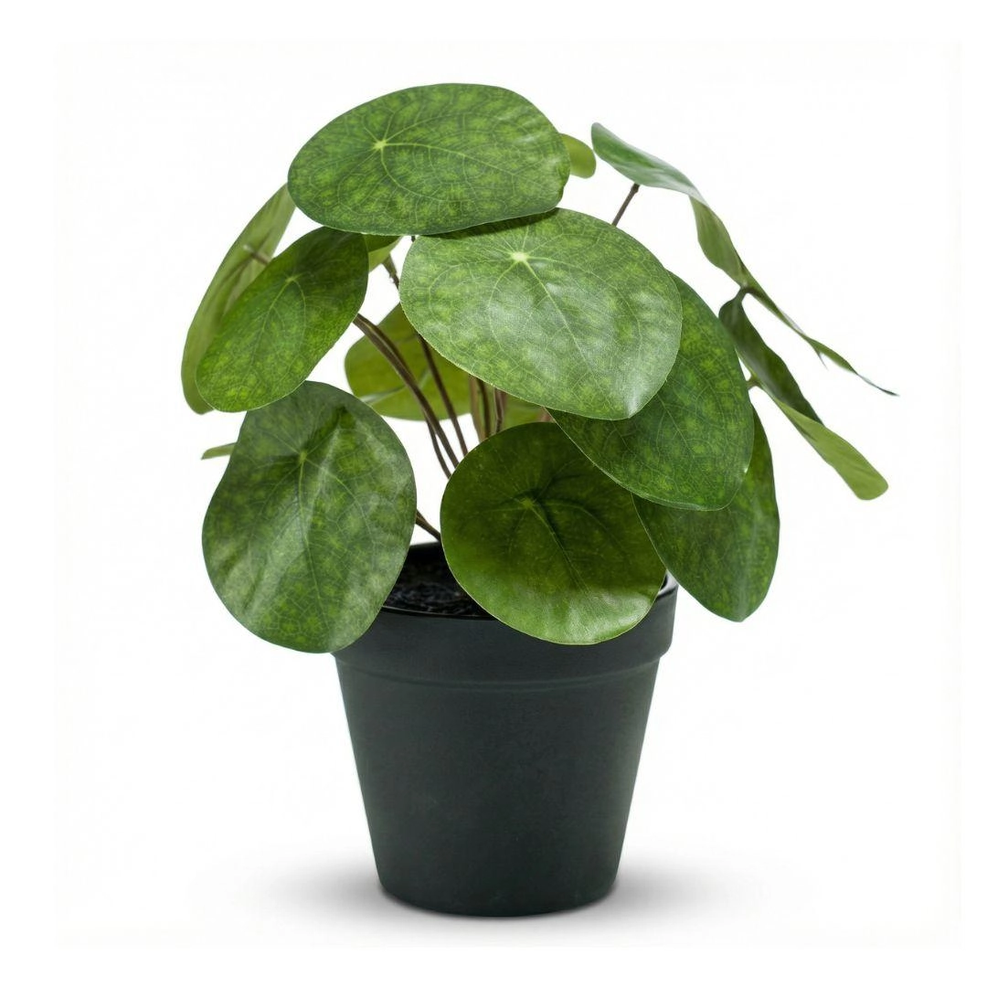 Pilea im Ambiente