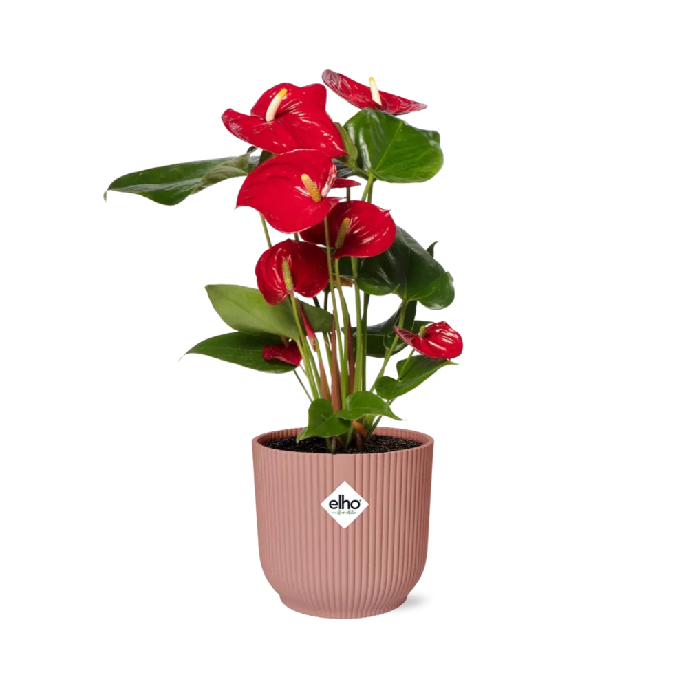 Anthurium Red