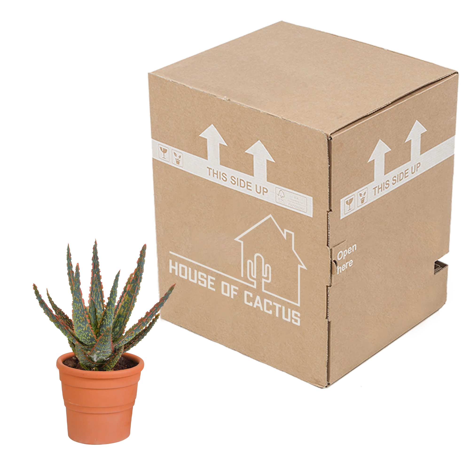 Detailansicht der Aloë zebrina Dannyz