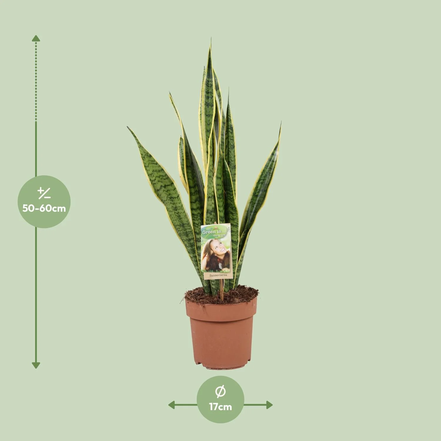 Sansevieria trifasciata Laurentii - Smarte Zimmerpflanze