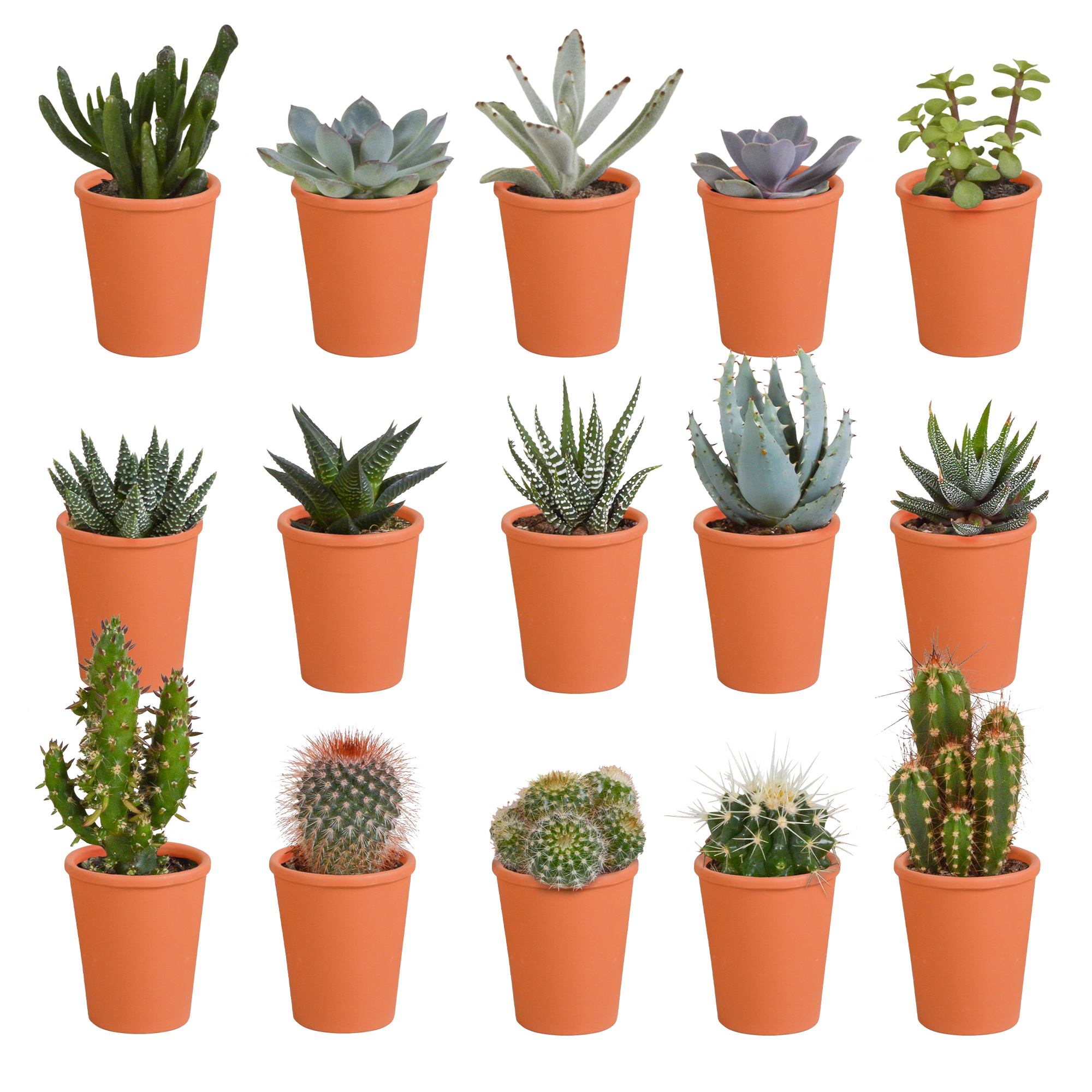 MEGA-Mischung mit 15 verschiedenen Kakteen und Sukkulenten