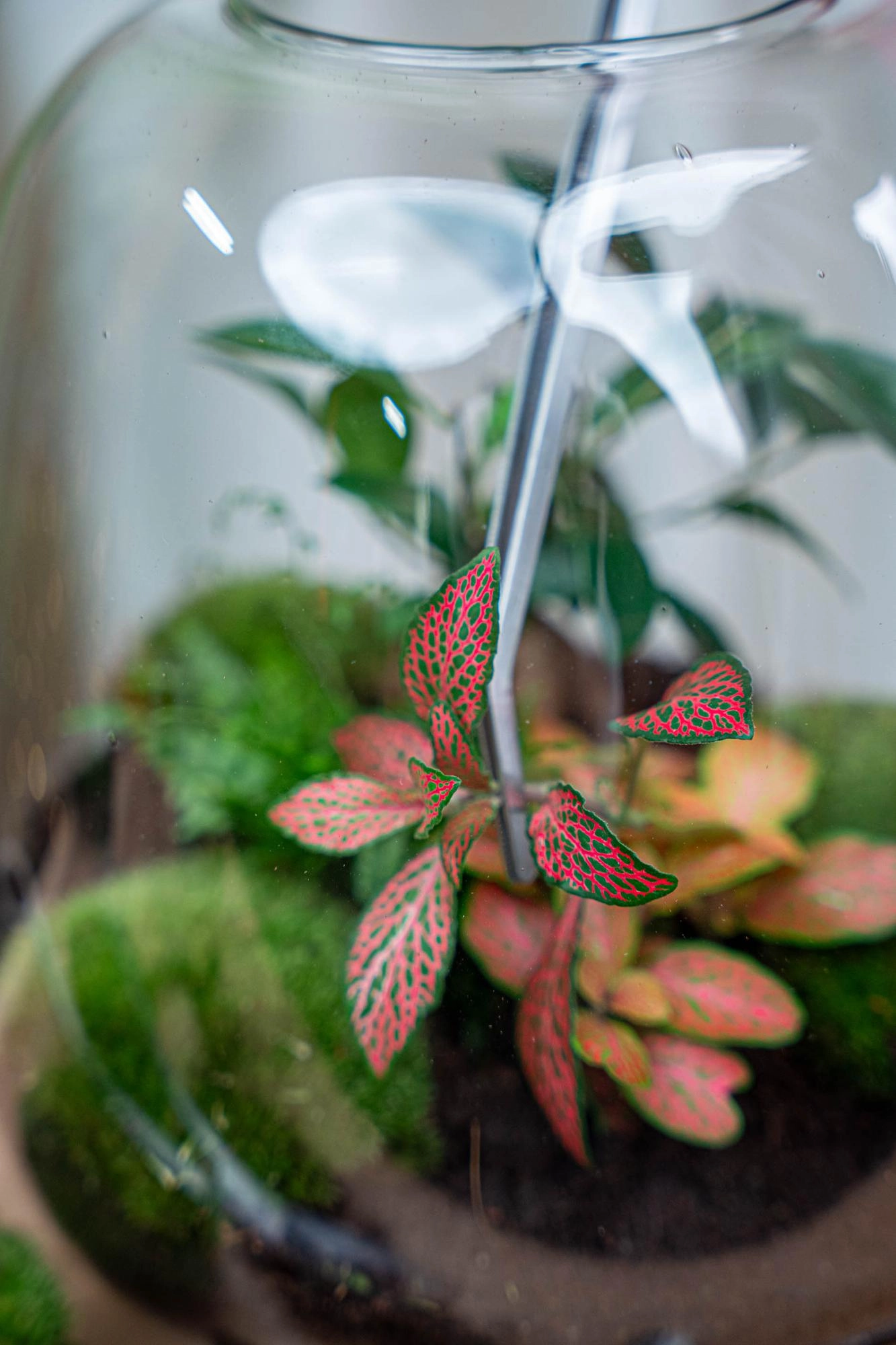 Lange Terrarium-Pincet aus Edelstahl