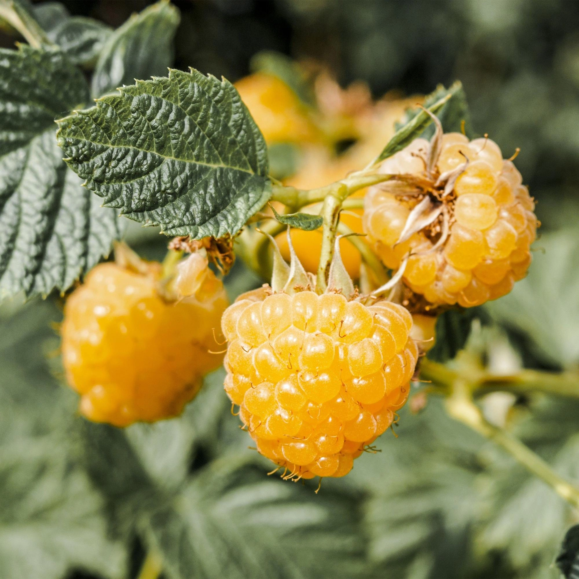 Rubus Idaeus Fallgold - Himbeerpflanze