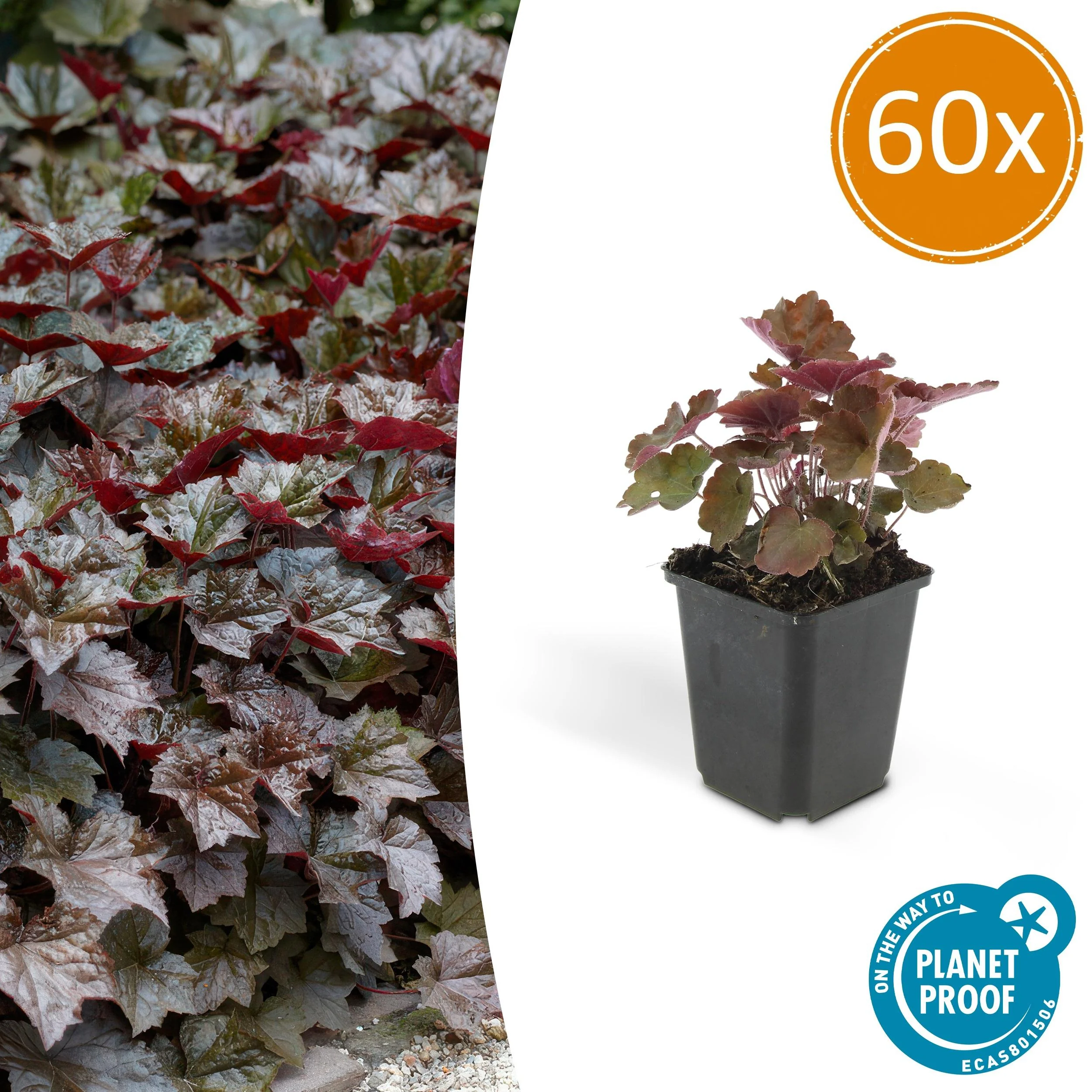 Heuchera Palace Purple