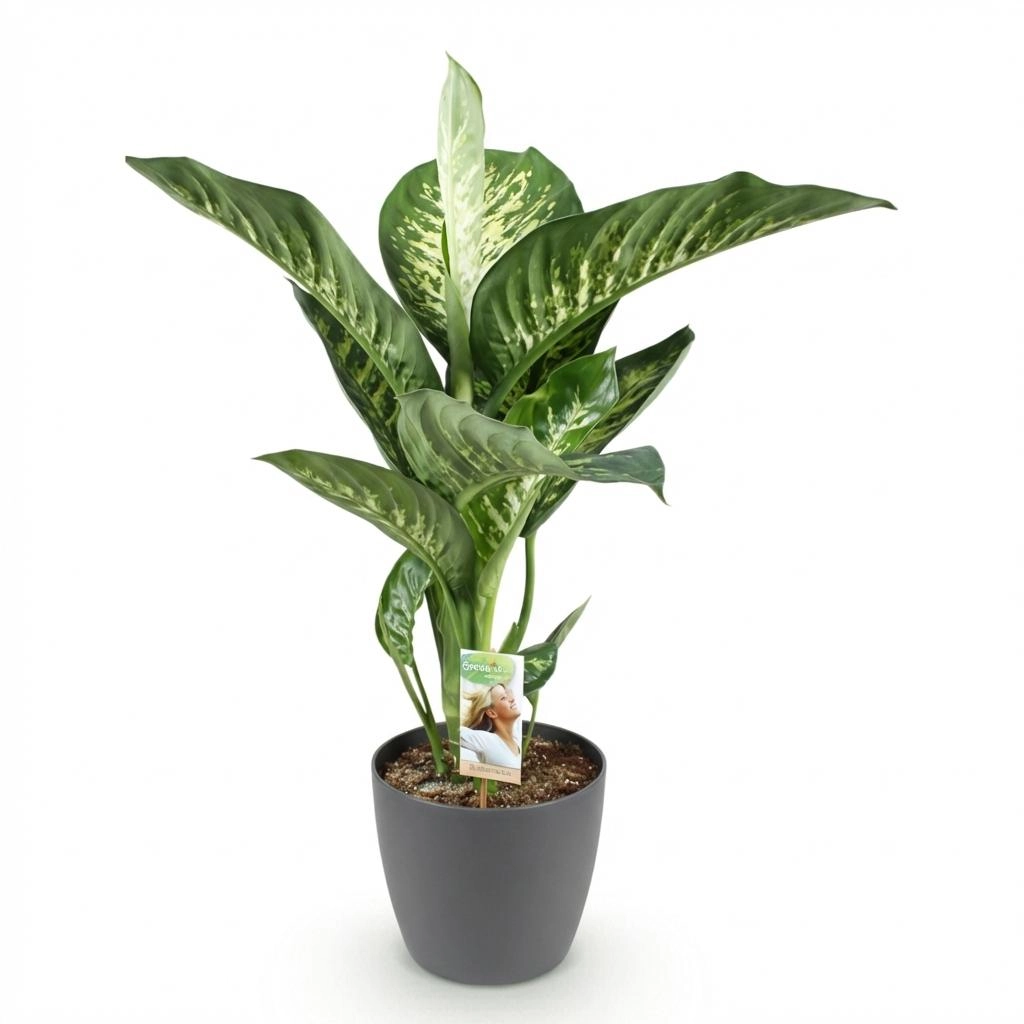 Dieffenbachia Tropic Snow – Gesamtansicht mit großen, gemusterten Blättern