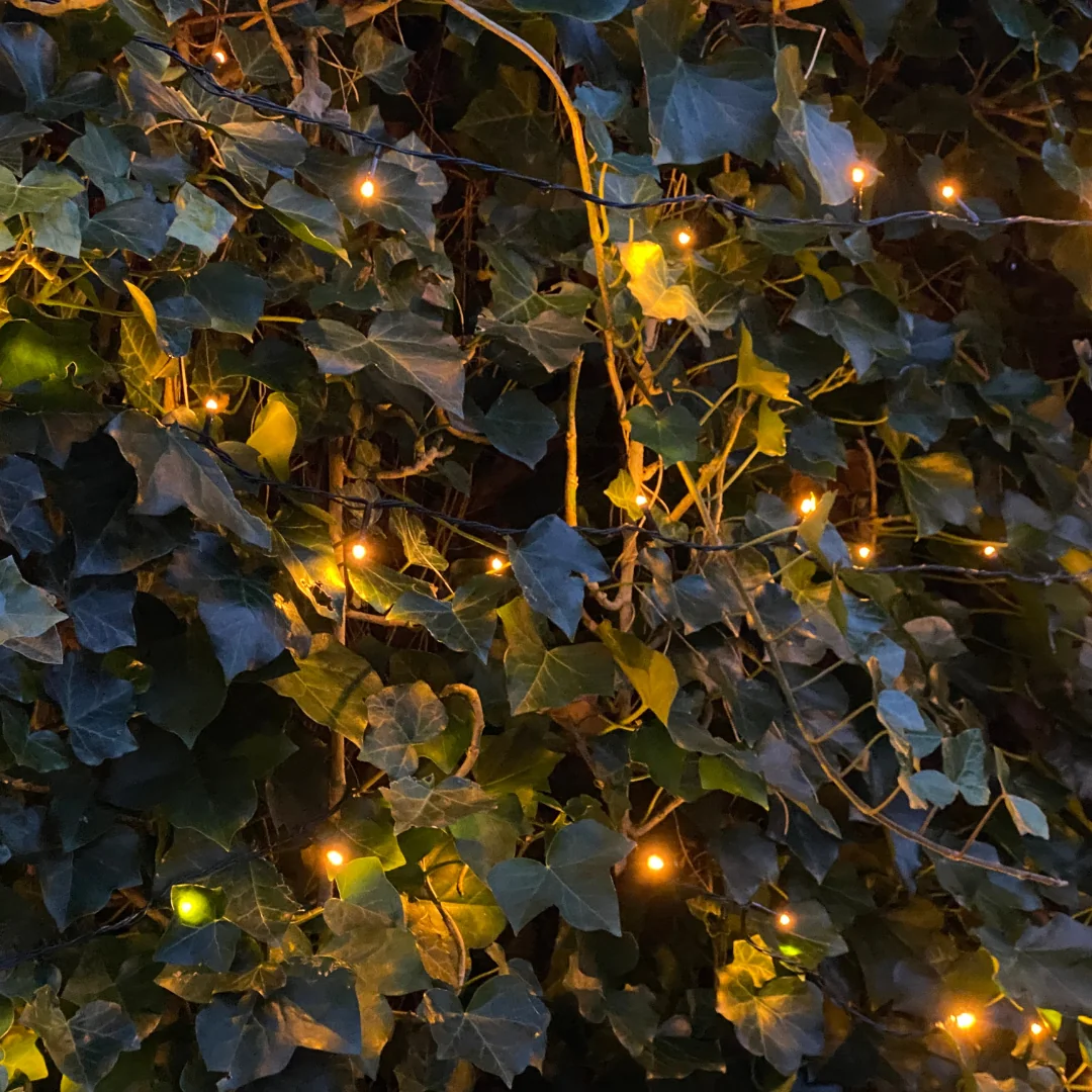 Detail des Hedera Hibernica Efeus