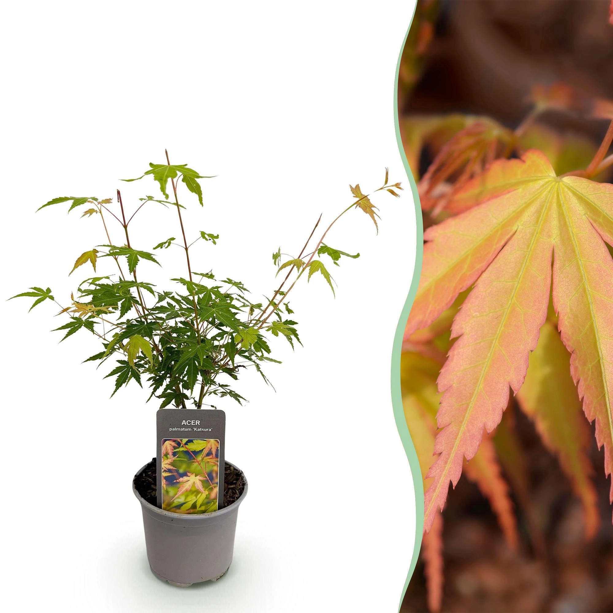 Acer palmatum Katsura im Frühling