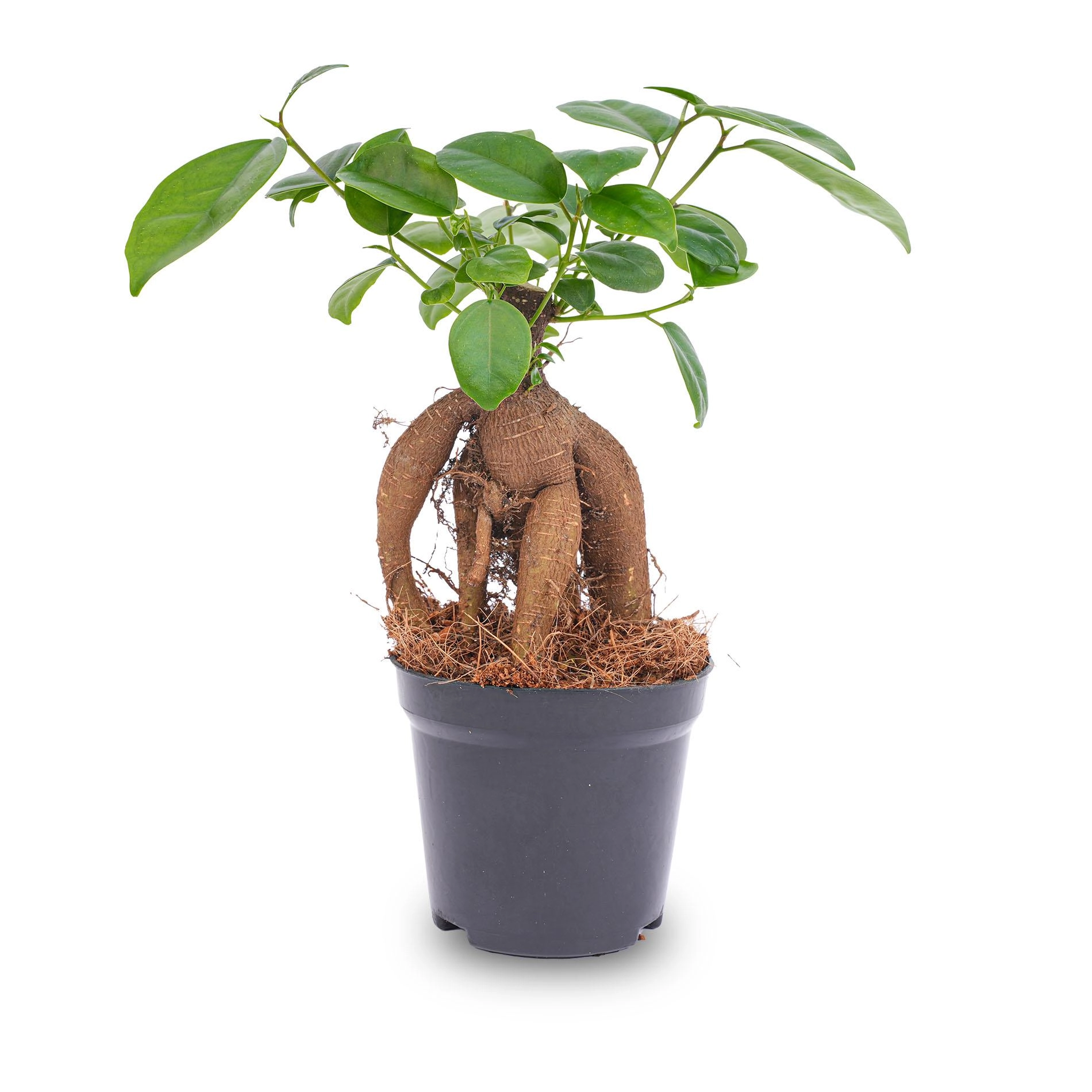 Ficus microcarpa Ginseng Bonsai