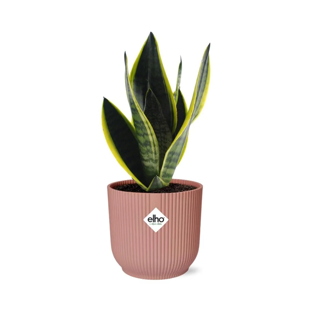 Sansevieria Futura Superba in Topf