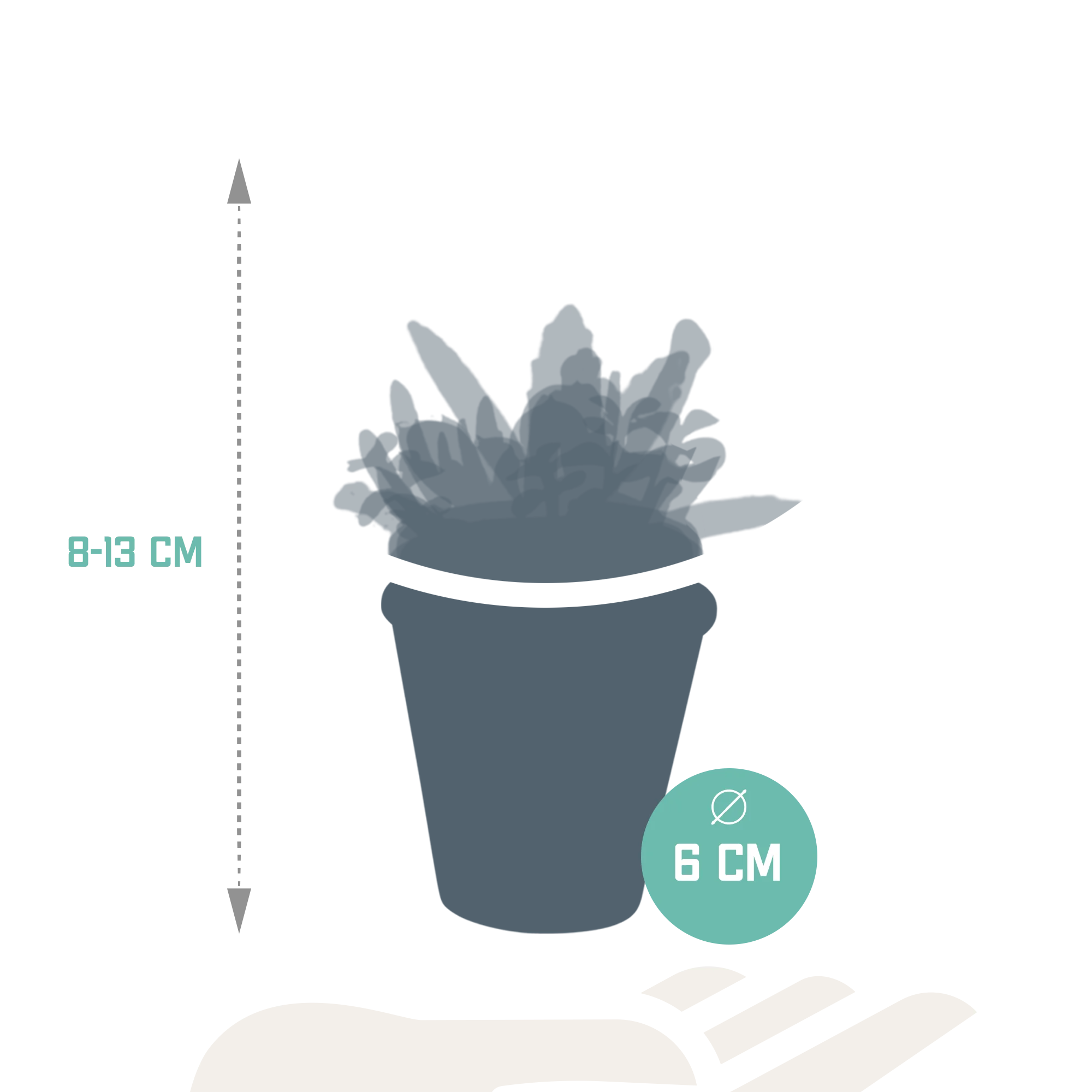 Sukkulenten im Terrakottatopf