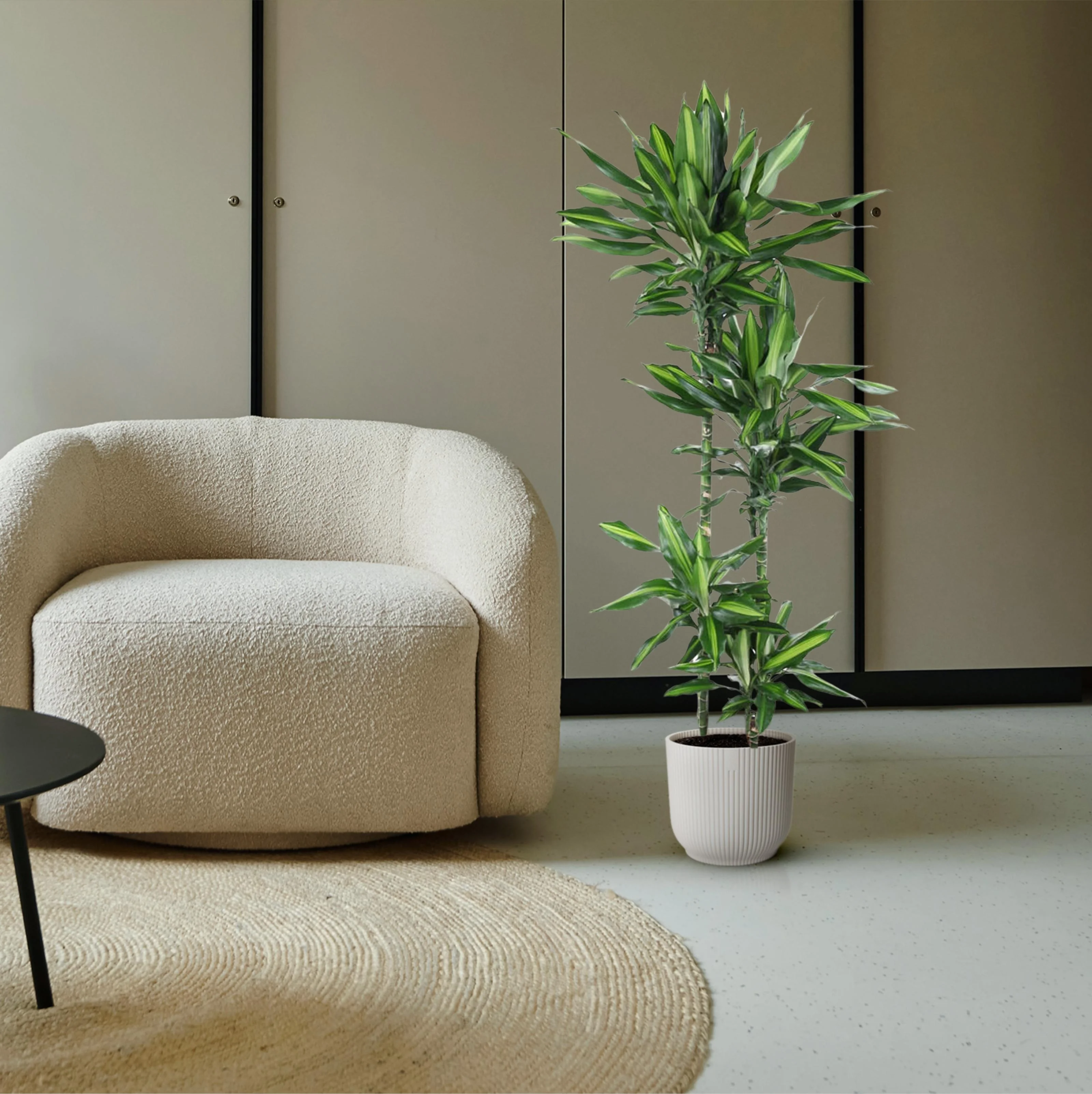 Dracaena Cintho im Ambiente