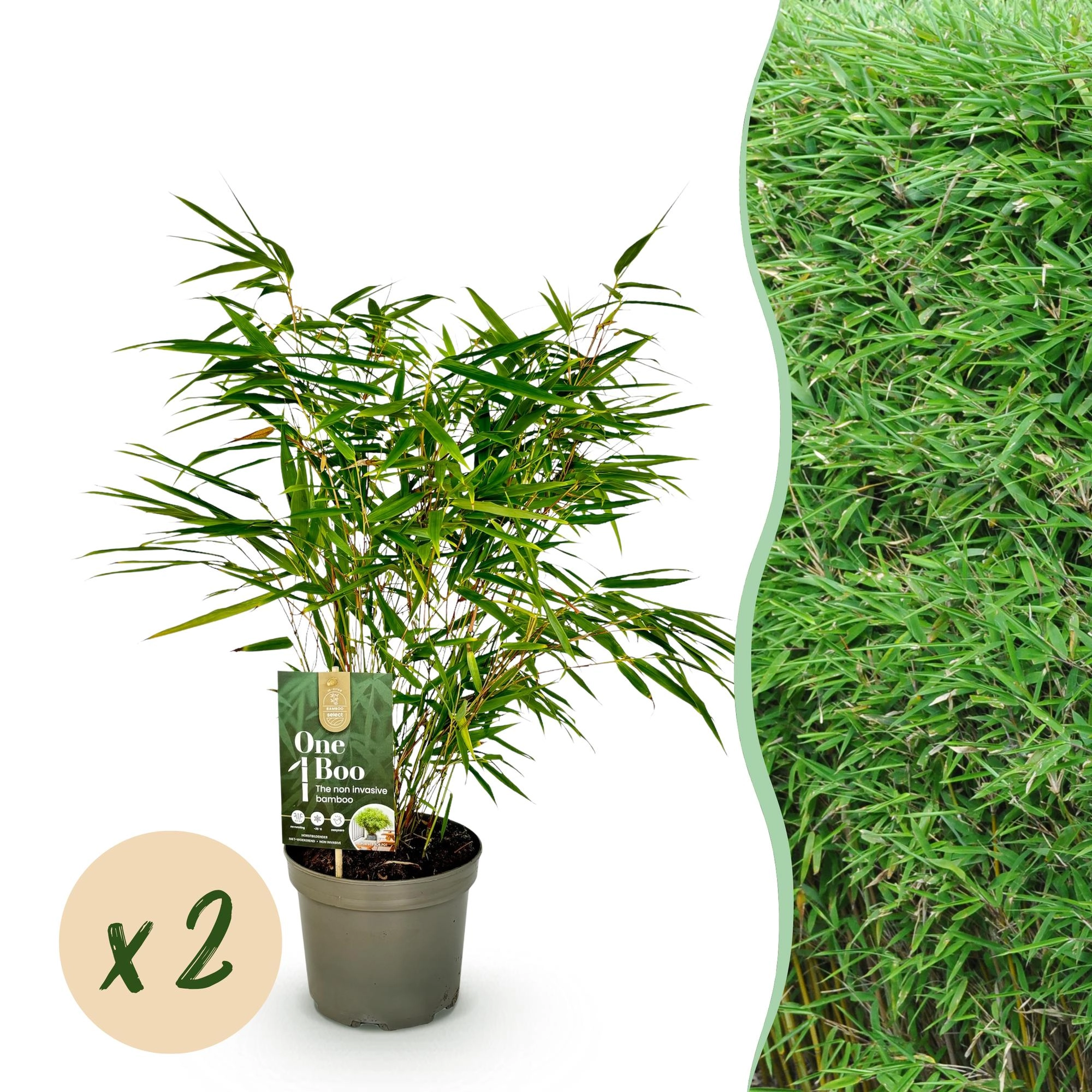 Fargesia rufa im Garten