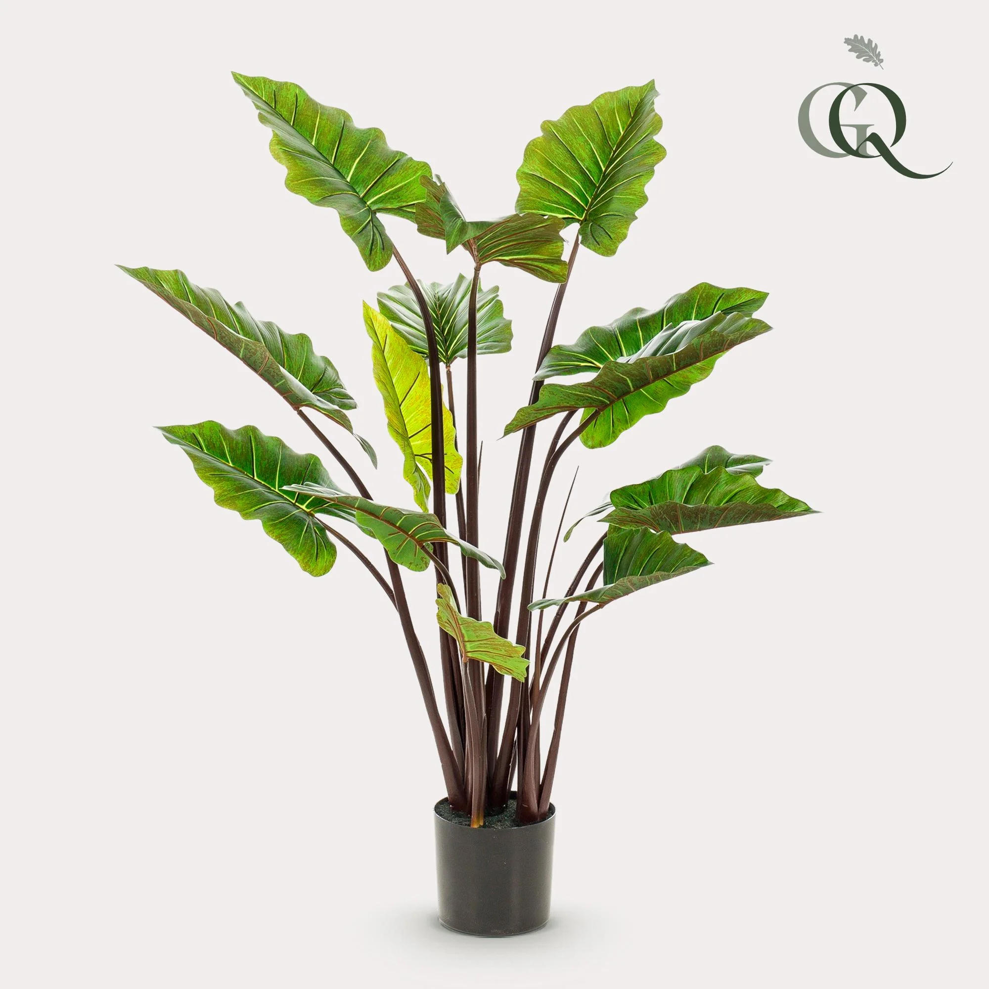 Colocasia Pink China in einem stilvollen Raum