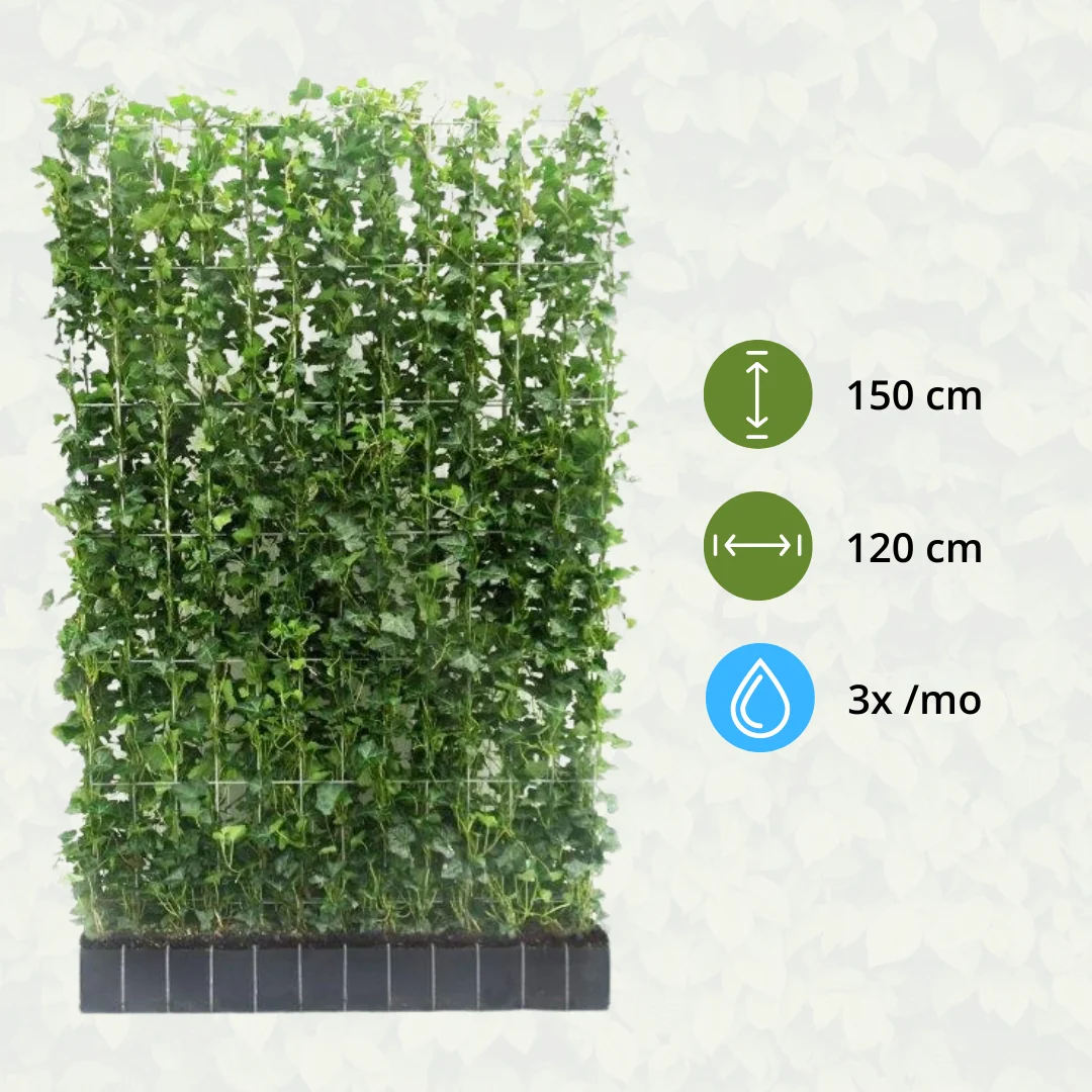 Hedera Hibernica Fertighecke Detailansicht