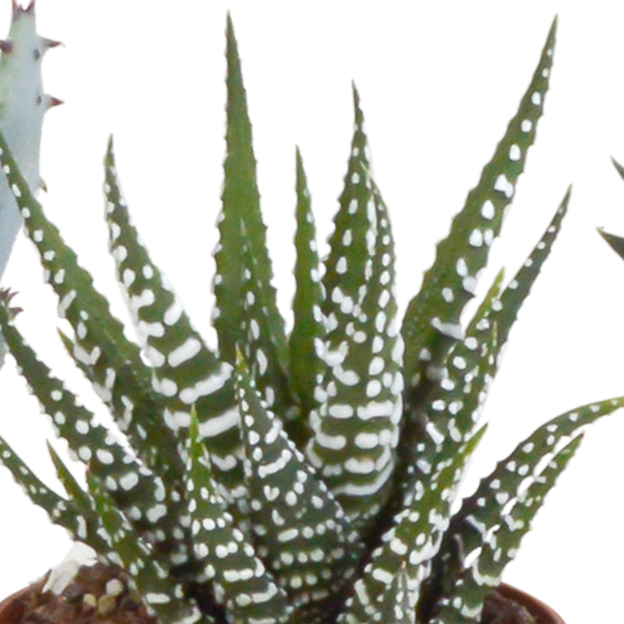 Detailansicht der Gasterias