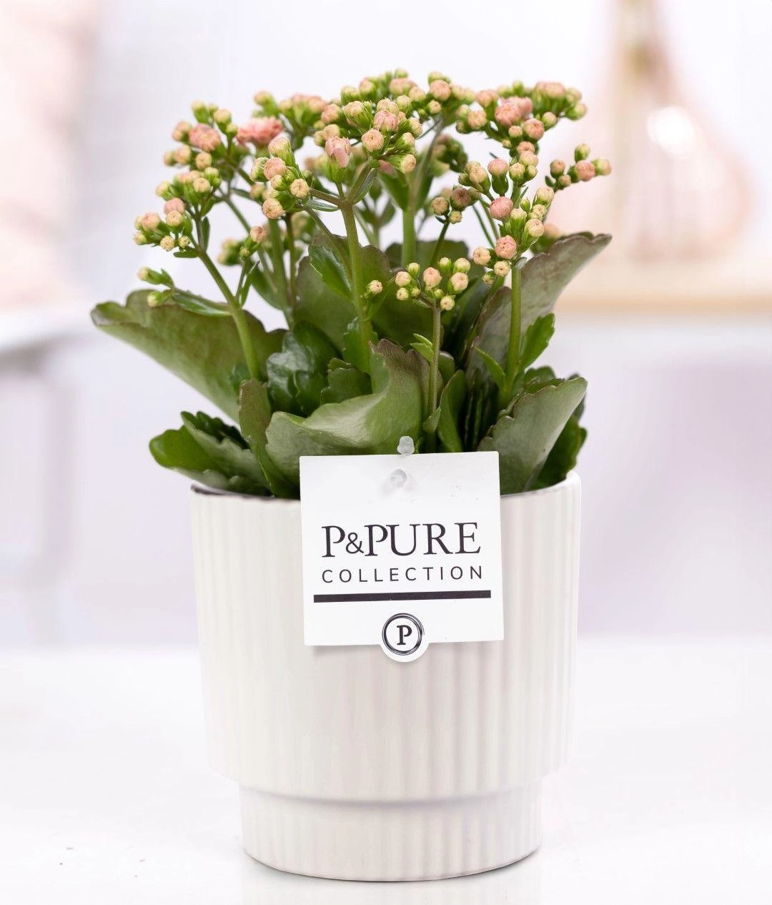 Kalanchoe Pink Pflanze im Keramiktopf