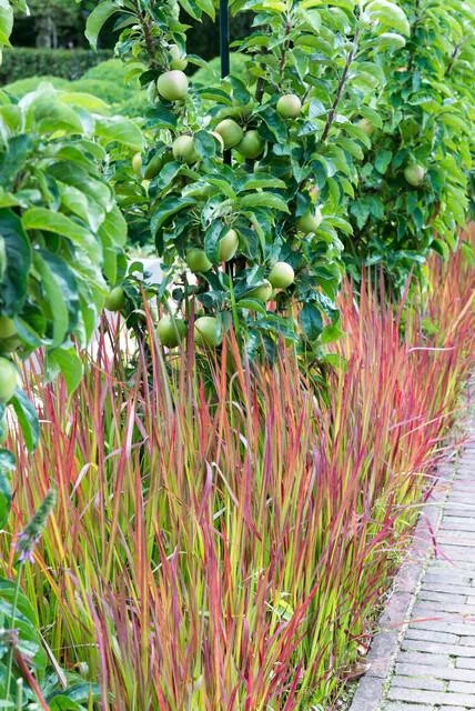 Detailansicht von Imperata cylindrica 'Red Baron'