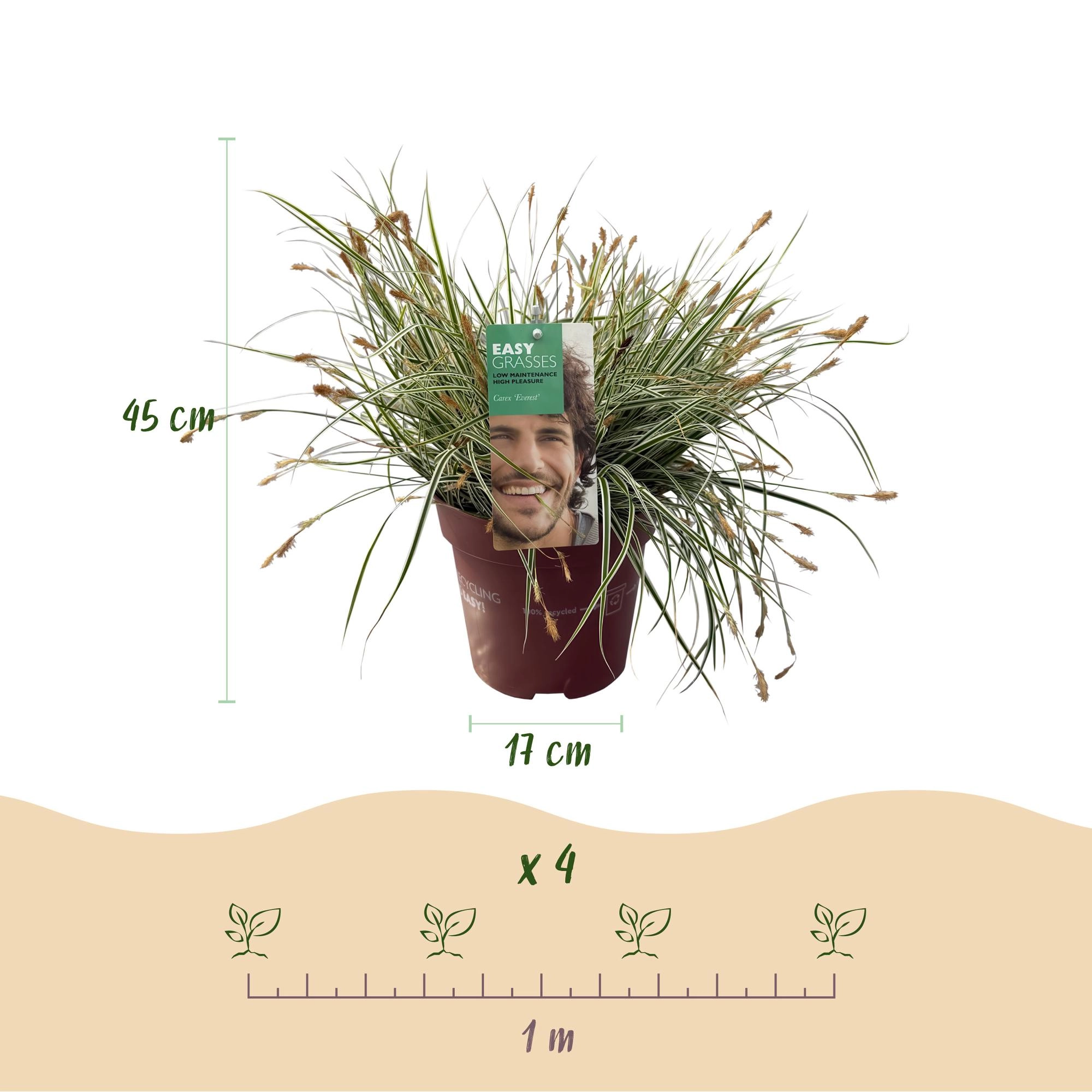Detailaufnahme der Carex oshimensis Everest