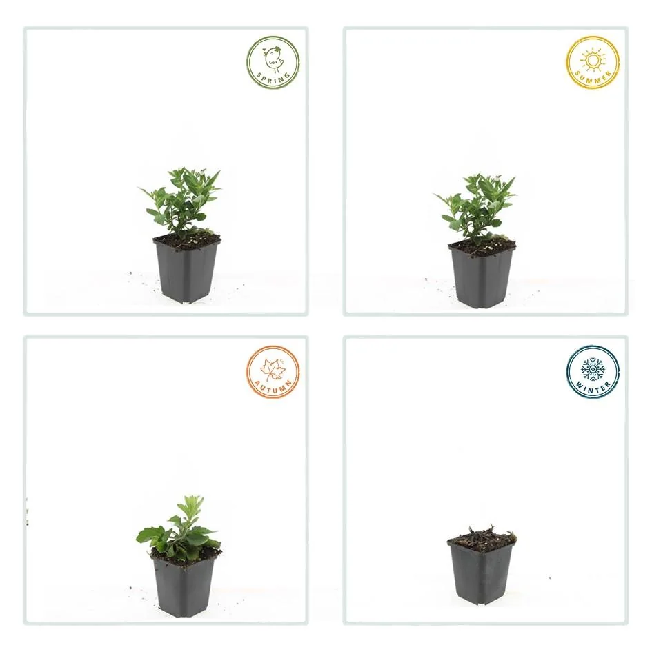 Aster ageratoides 'Stardust' Anwendung