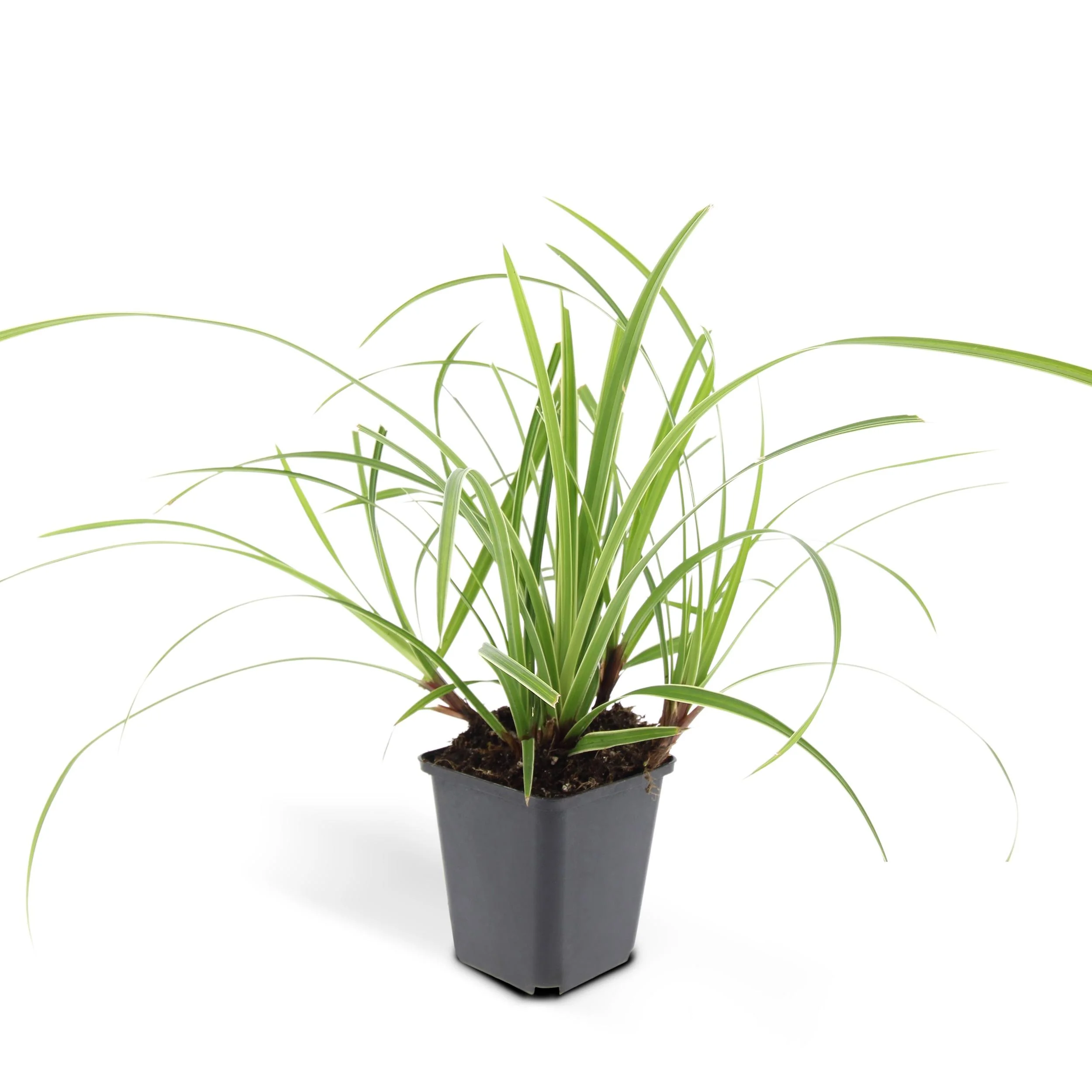 Carex morrowii ‘Ice Dance’ Pflanze