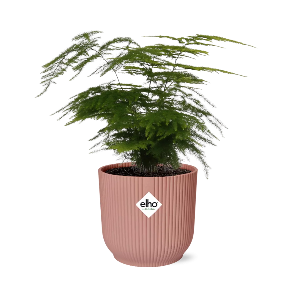 Spargelfarn in voller Pracht