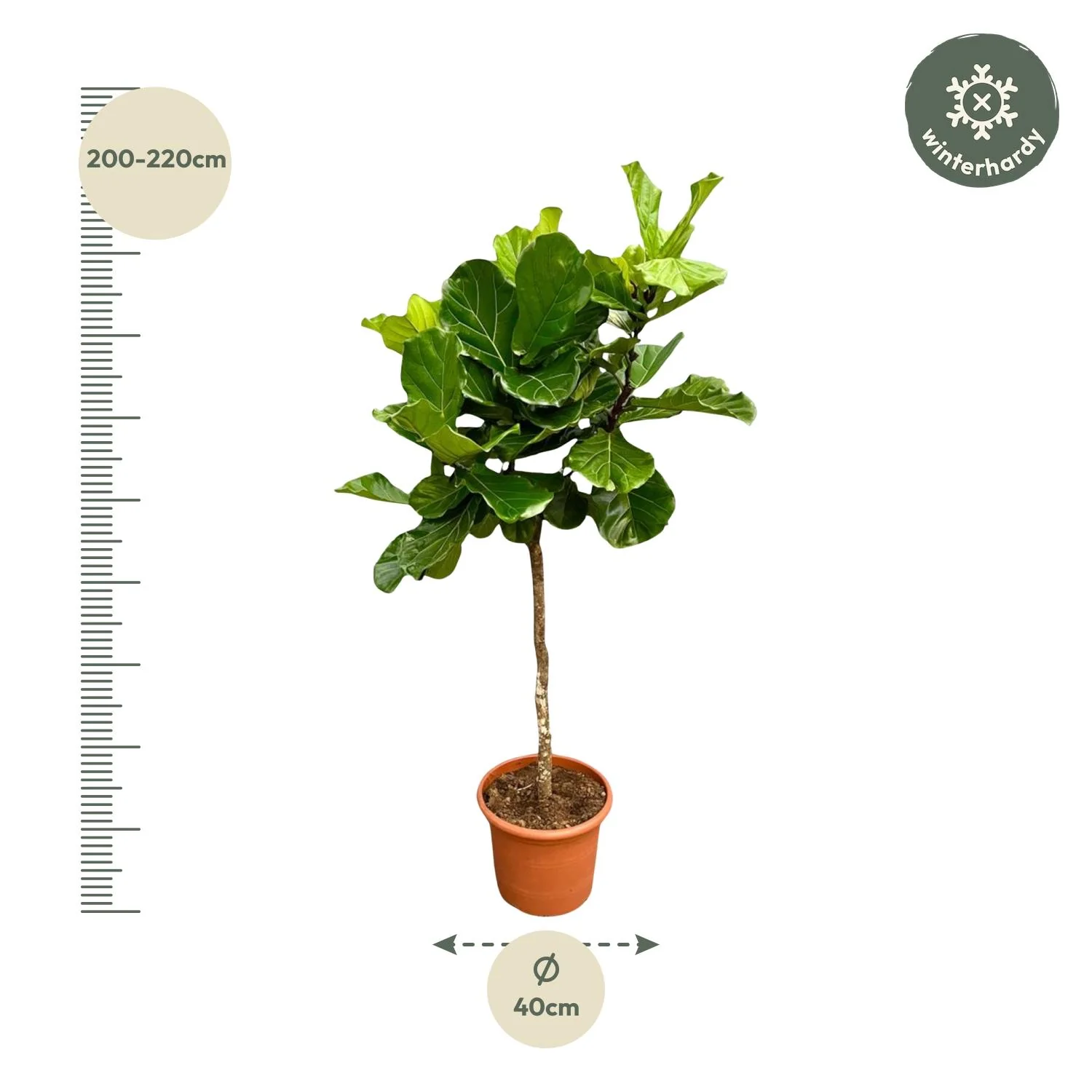 Ficus Lyrata boom XXL