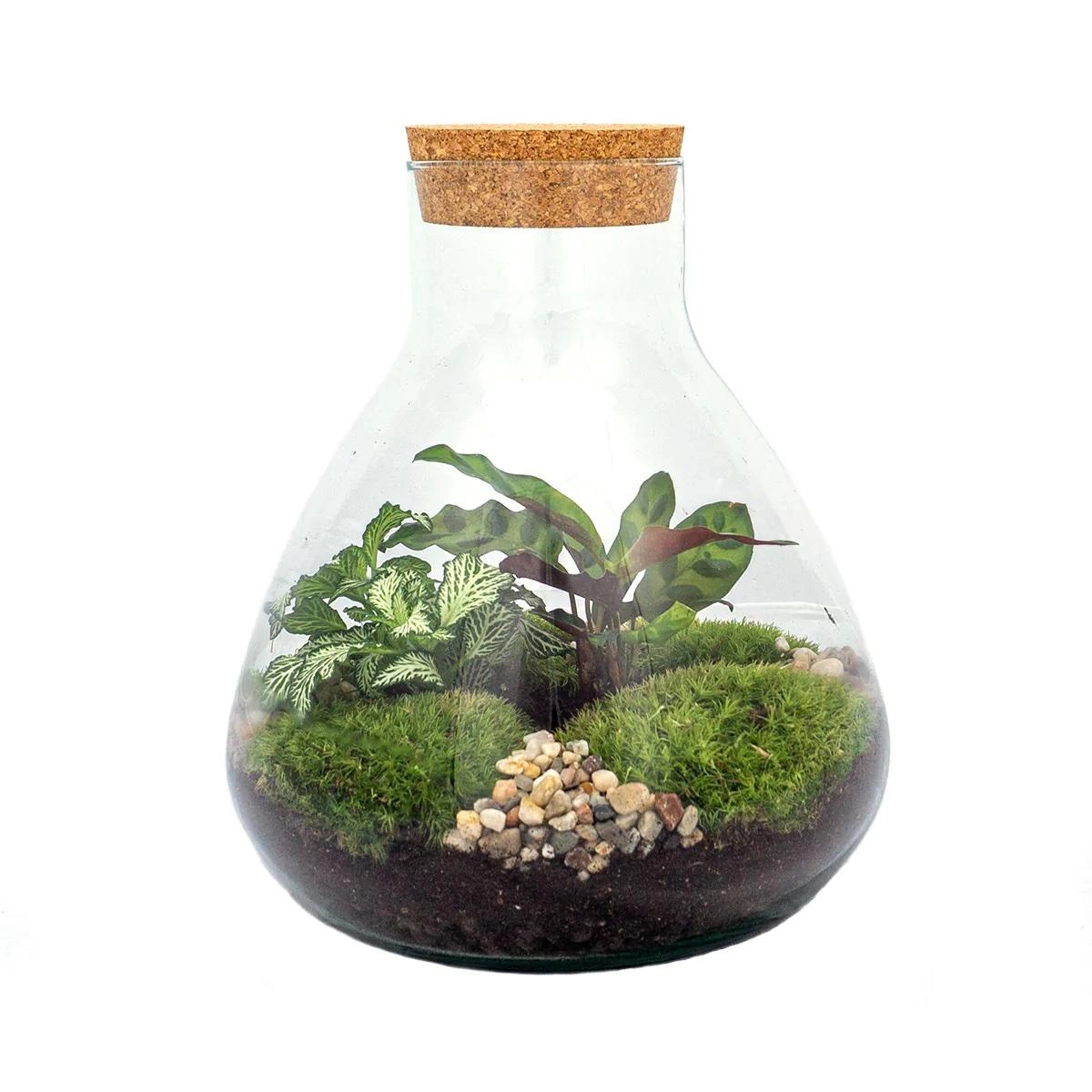 Do-It-Yourself Terrarium Sammie